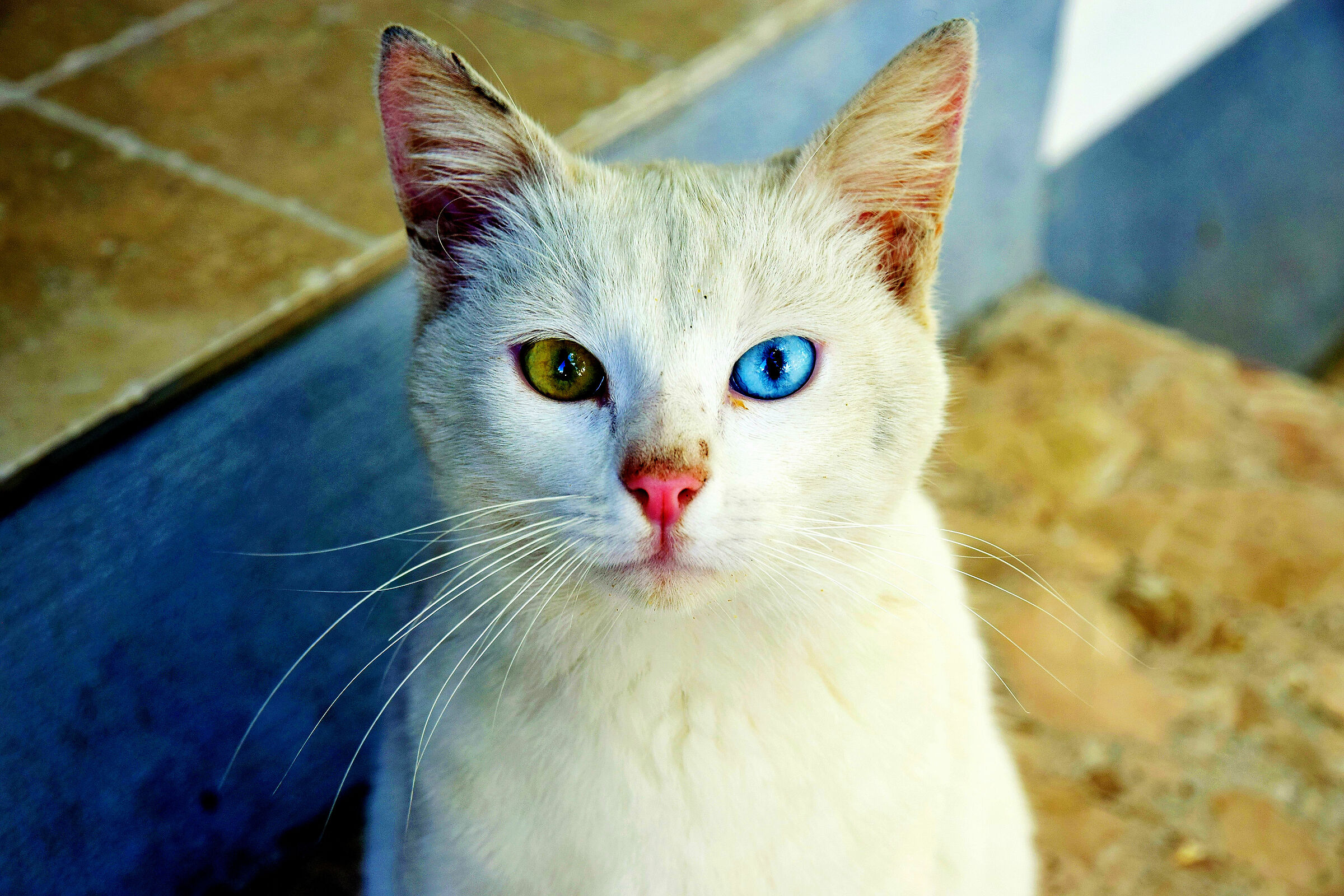 Due gioielli come occhi