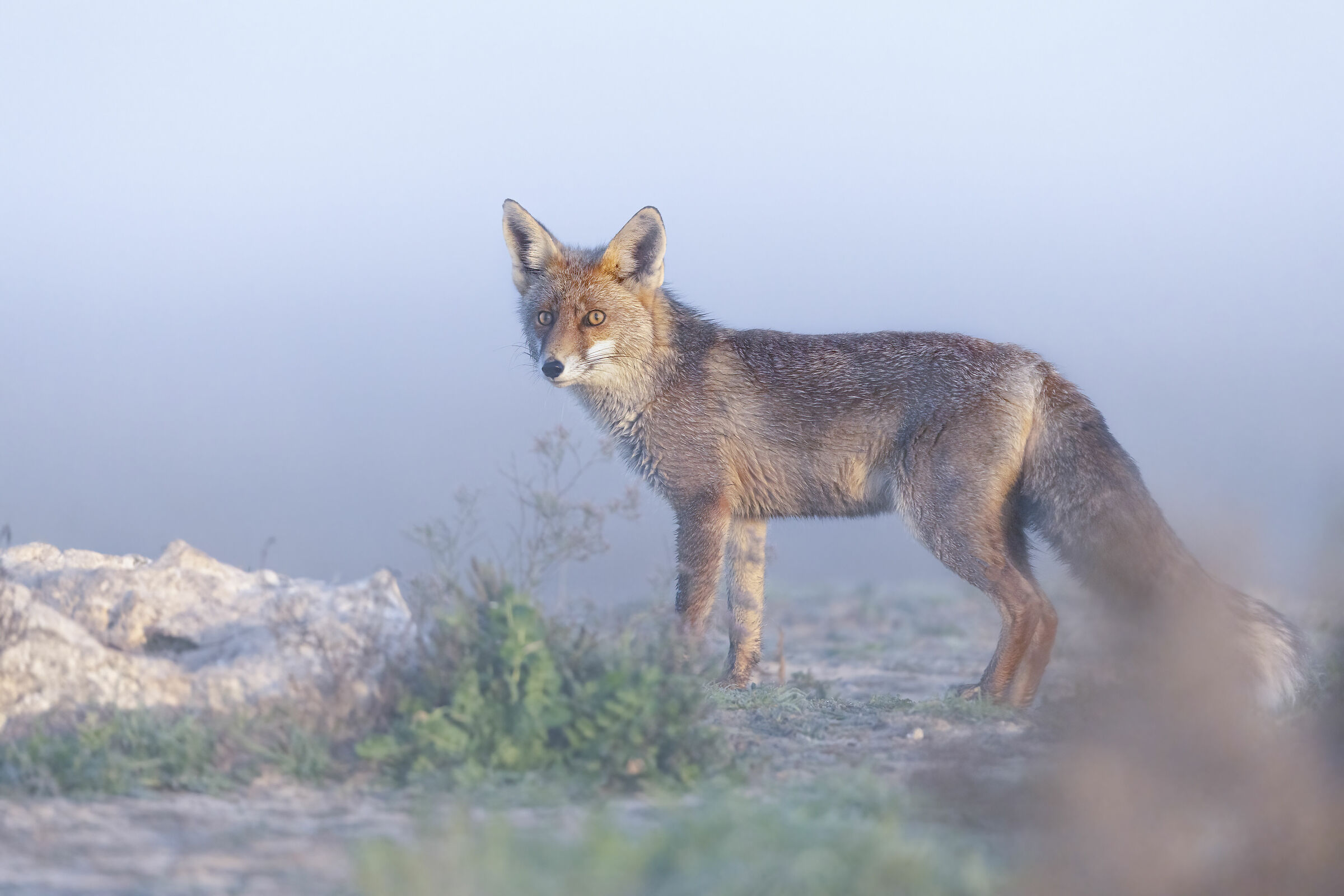 volpe nella nebbia