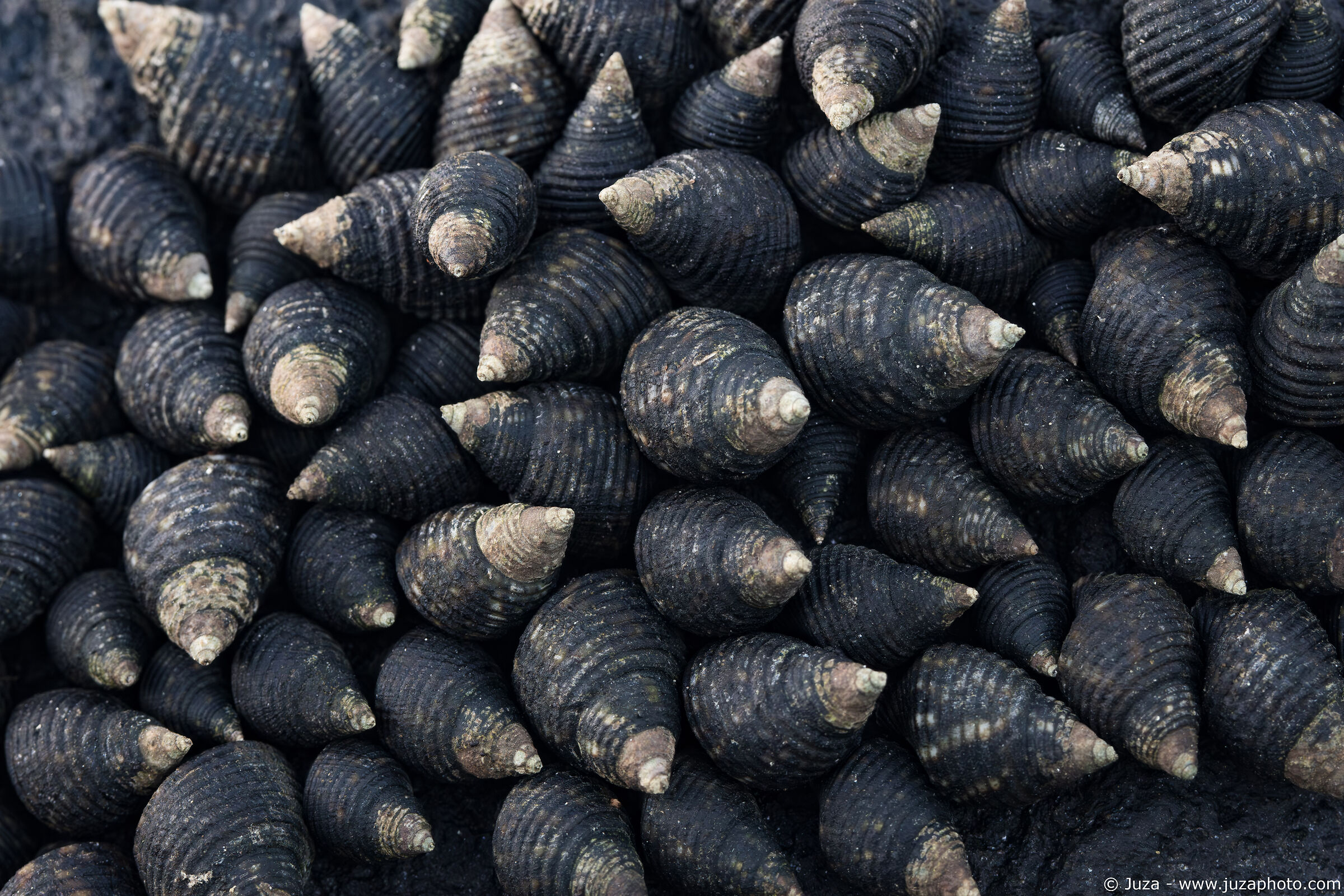 Una riunione di conchiglie (Planaxis sulcatus)