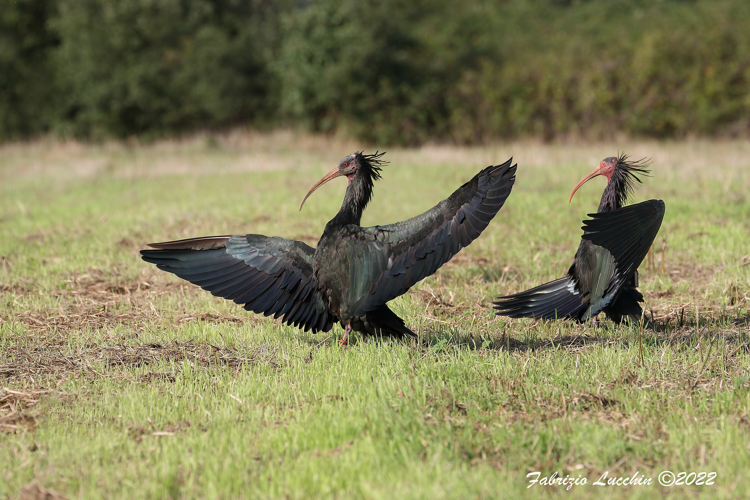 Geronticus eremita - Ibis eremita