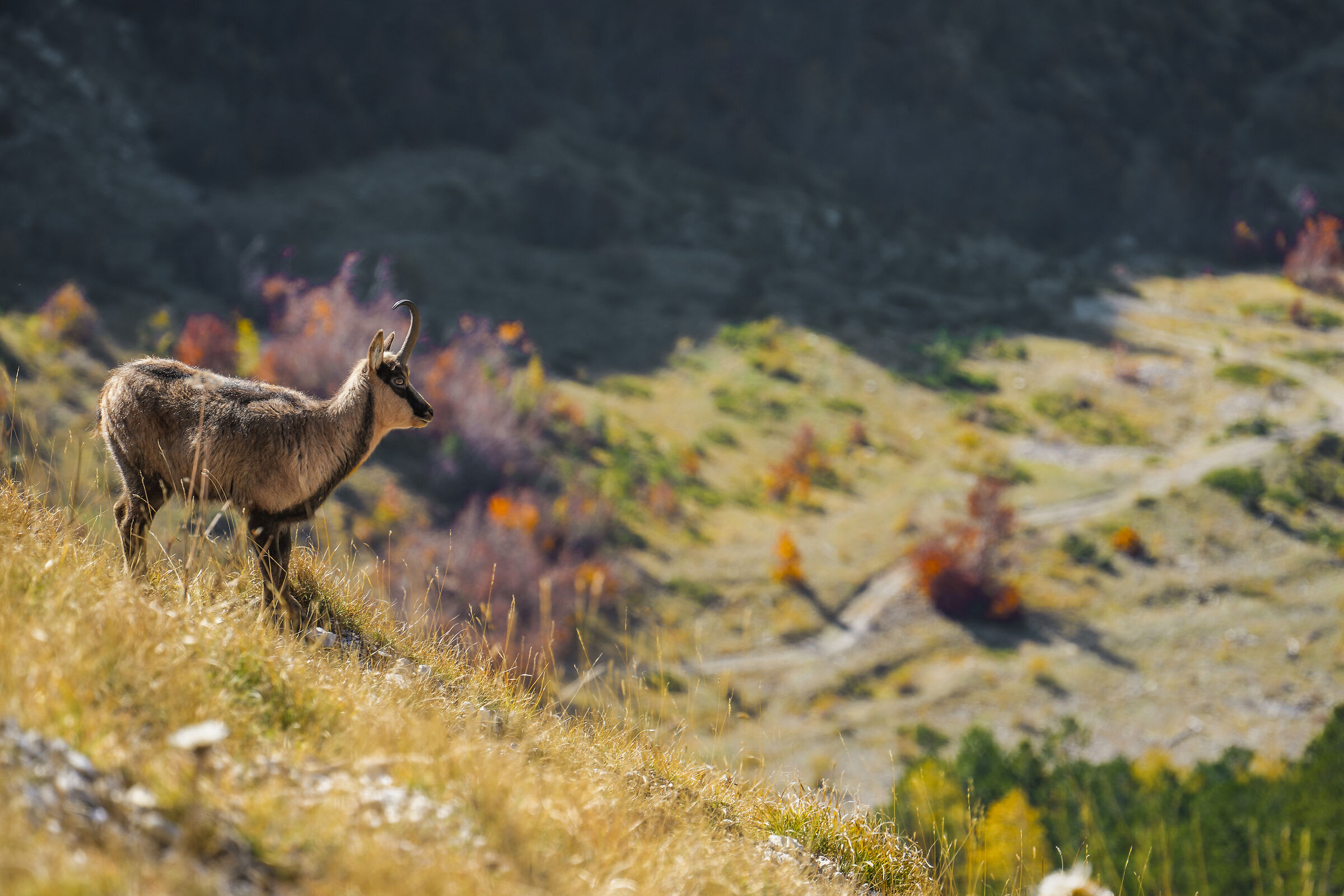 The chamois of the Sibillini in Autumn