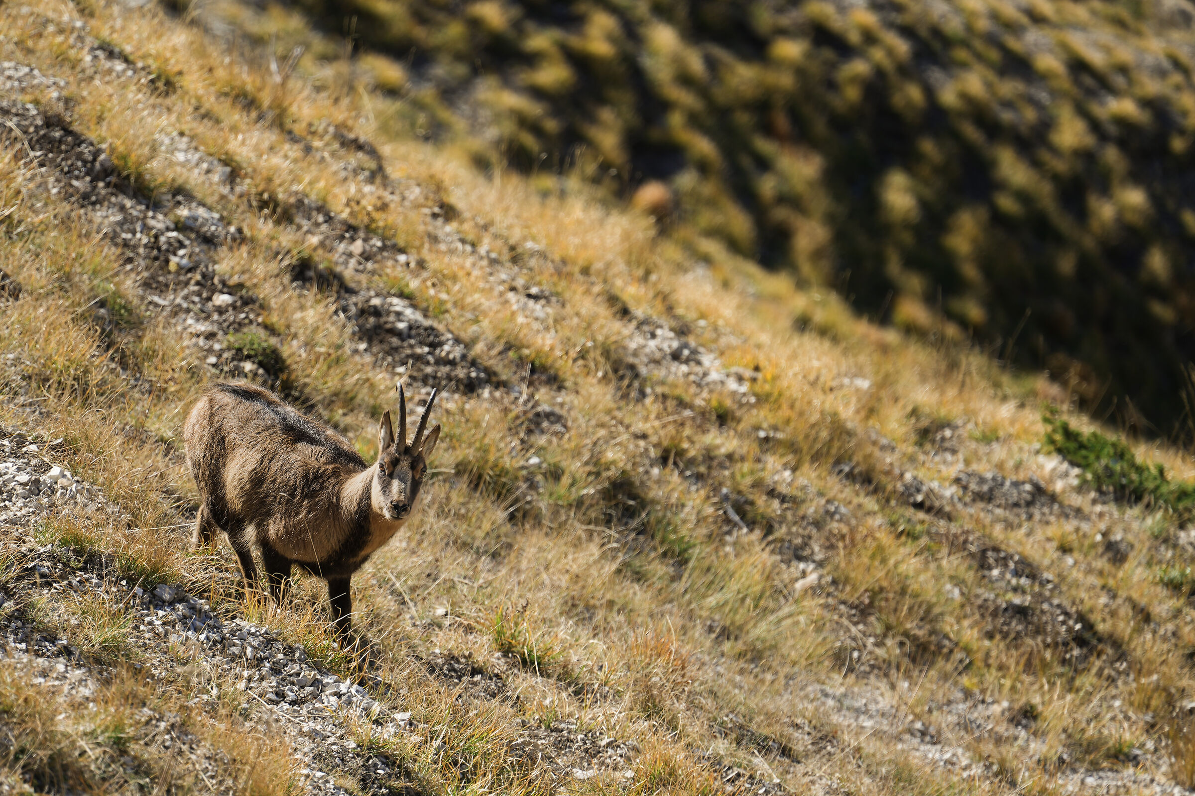 The chamois of the Sibillini in Autumn