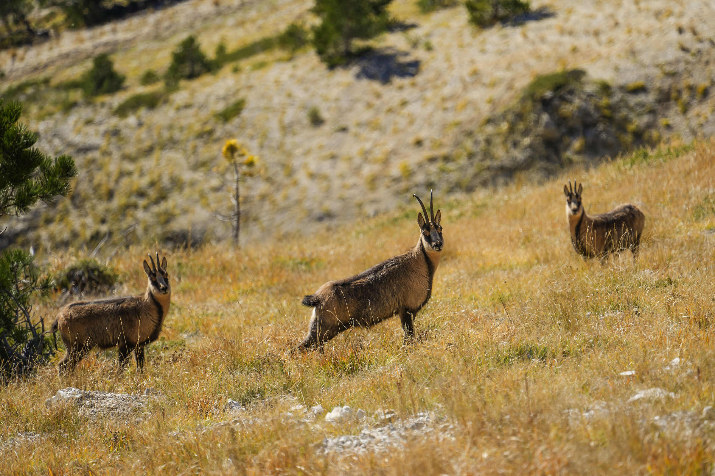 The chamois of the Sibillini in Autumn