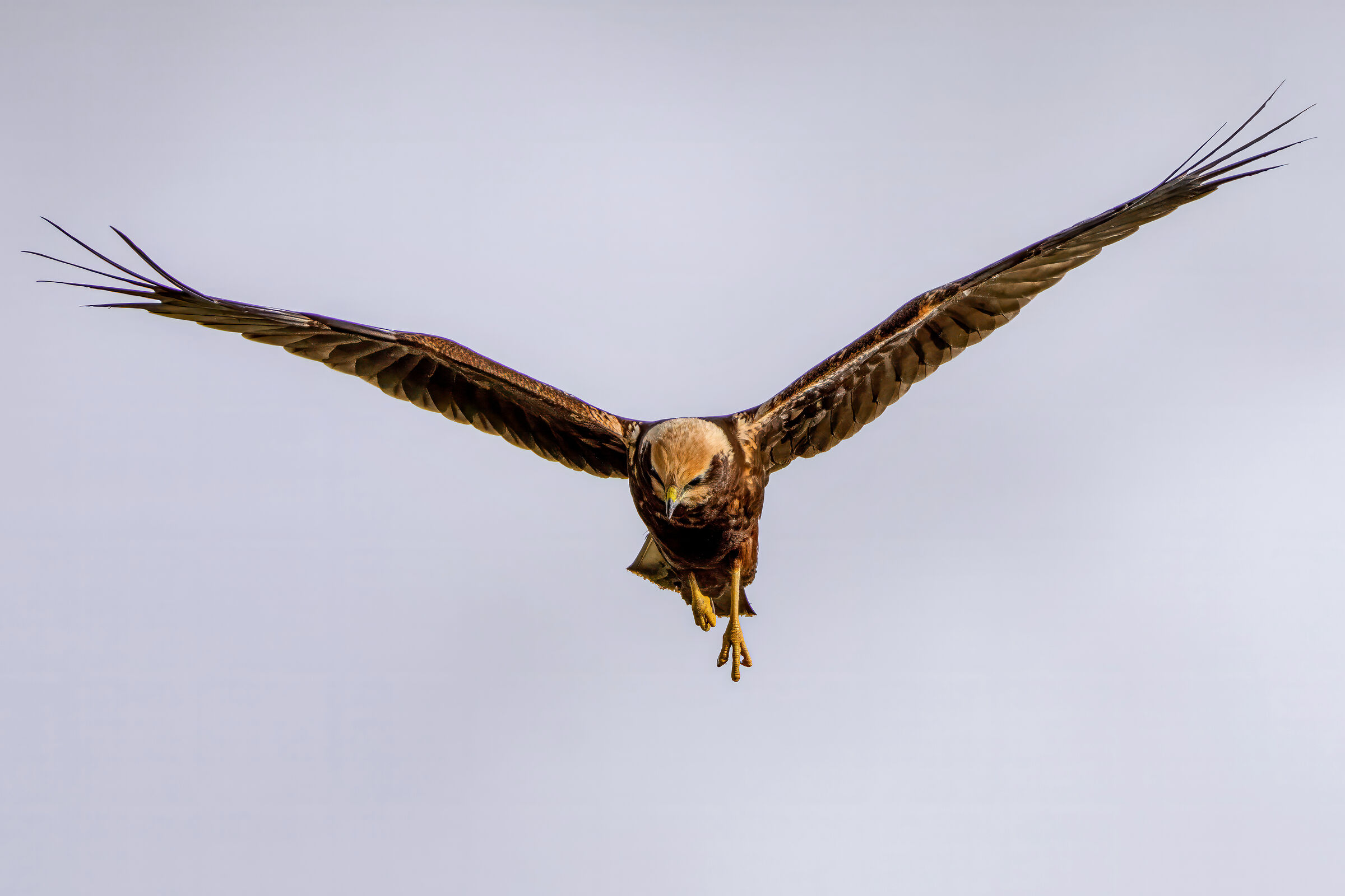 Falco di palude (Circus aeruginosus)