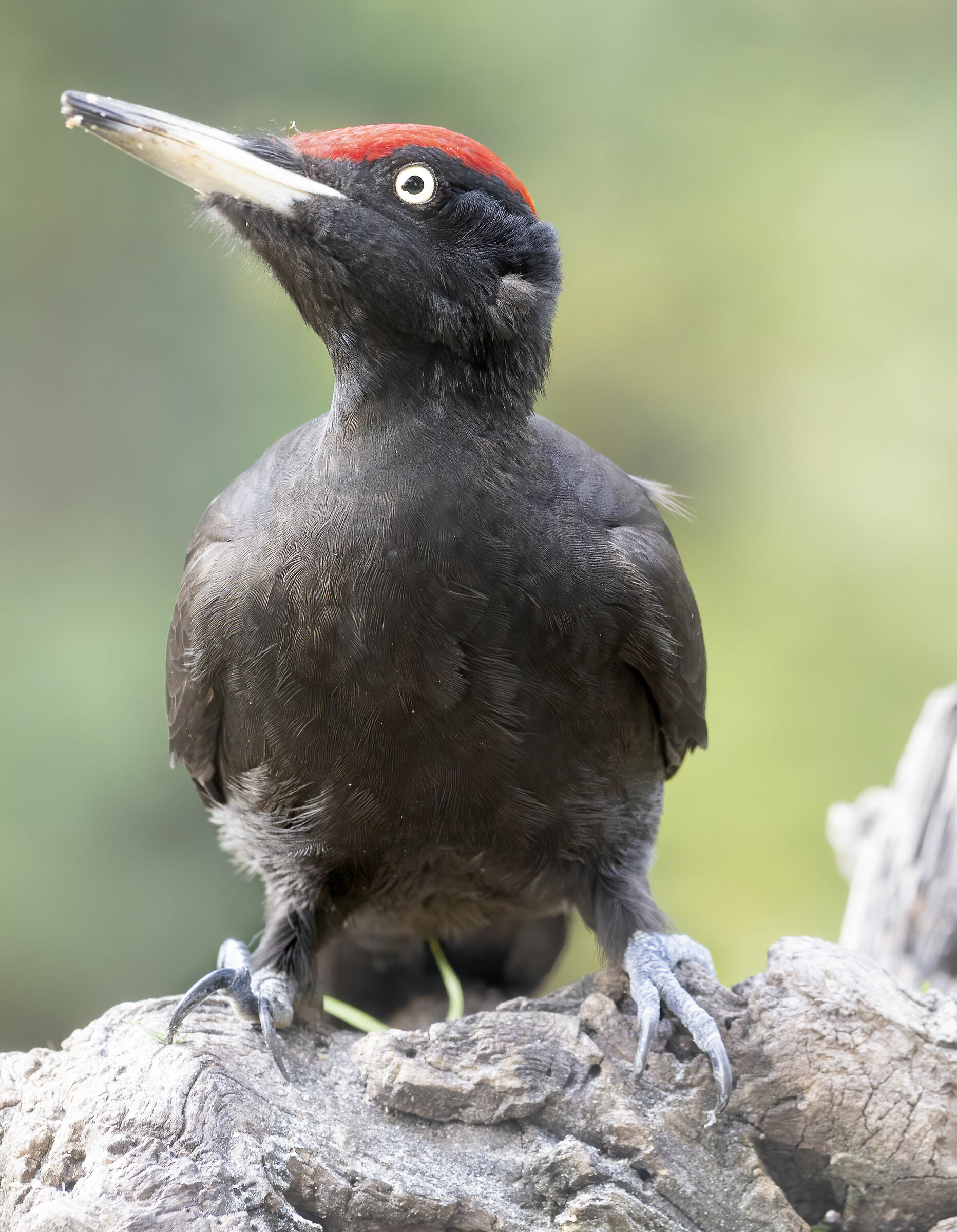 il primo piano del picchio nero