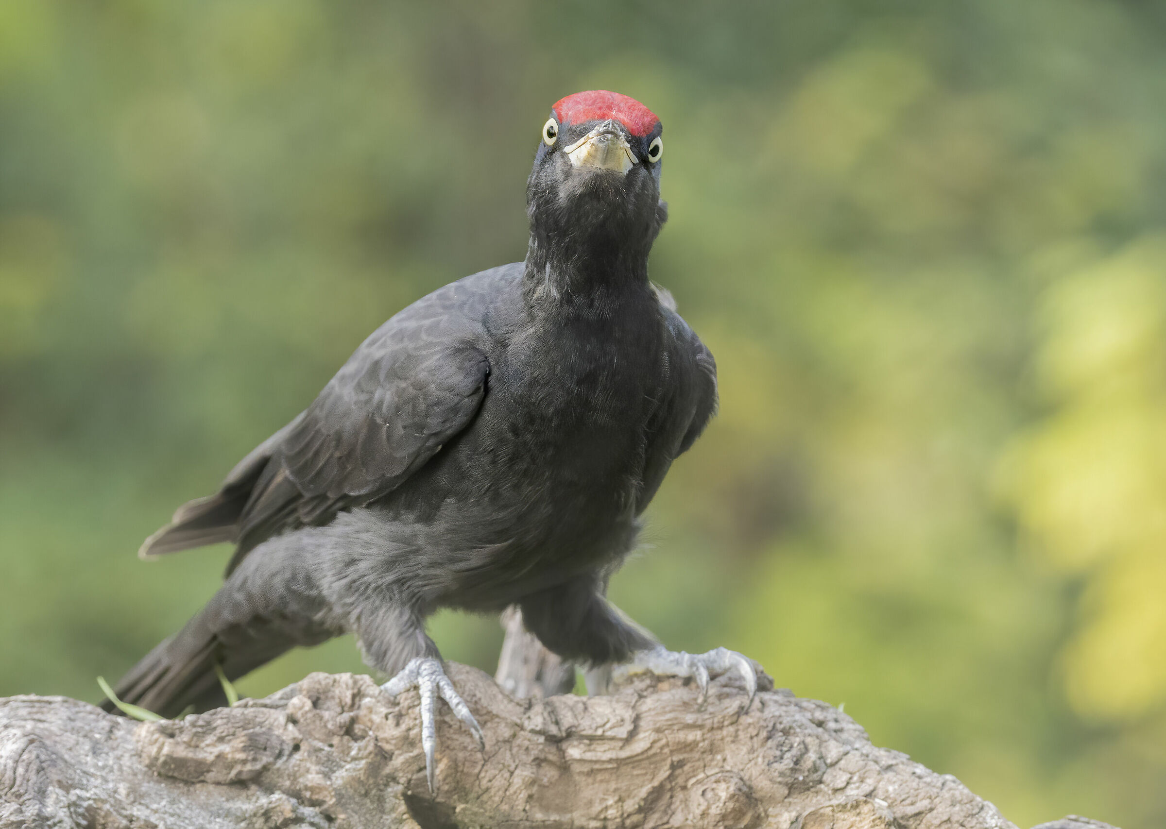 sguardo ipnotico, picchio nero