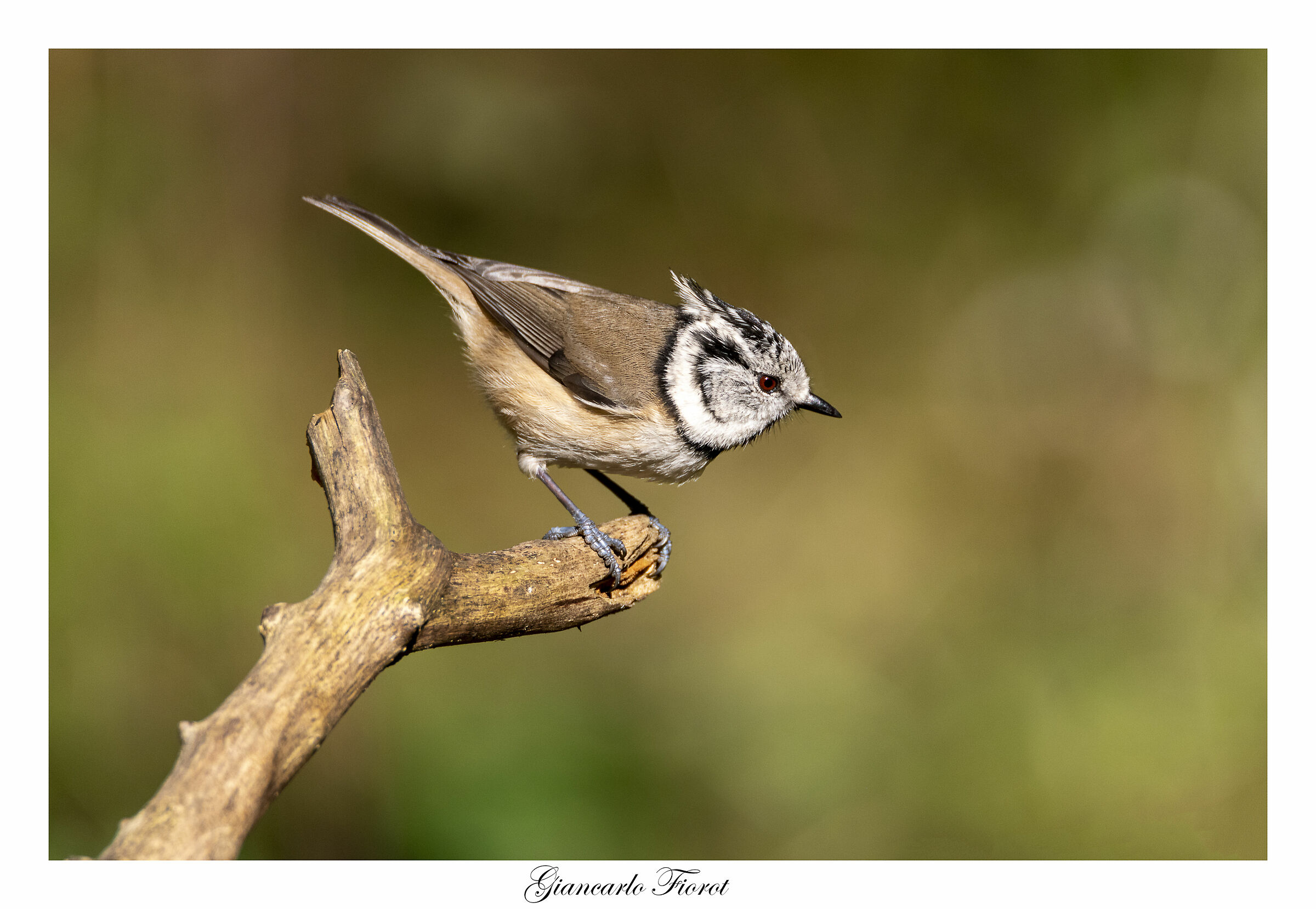 Tufted