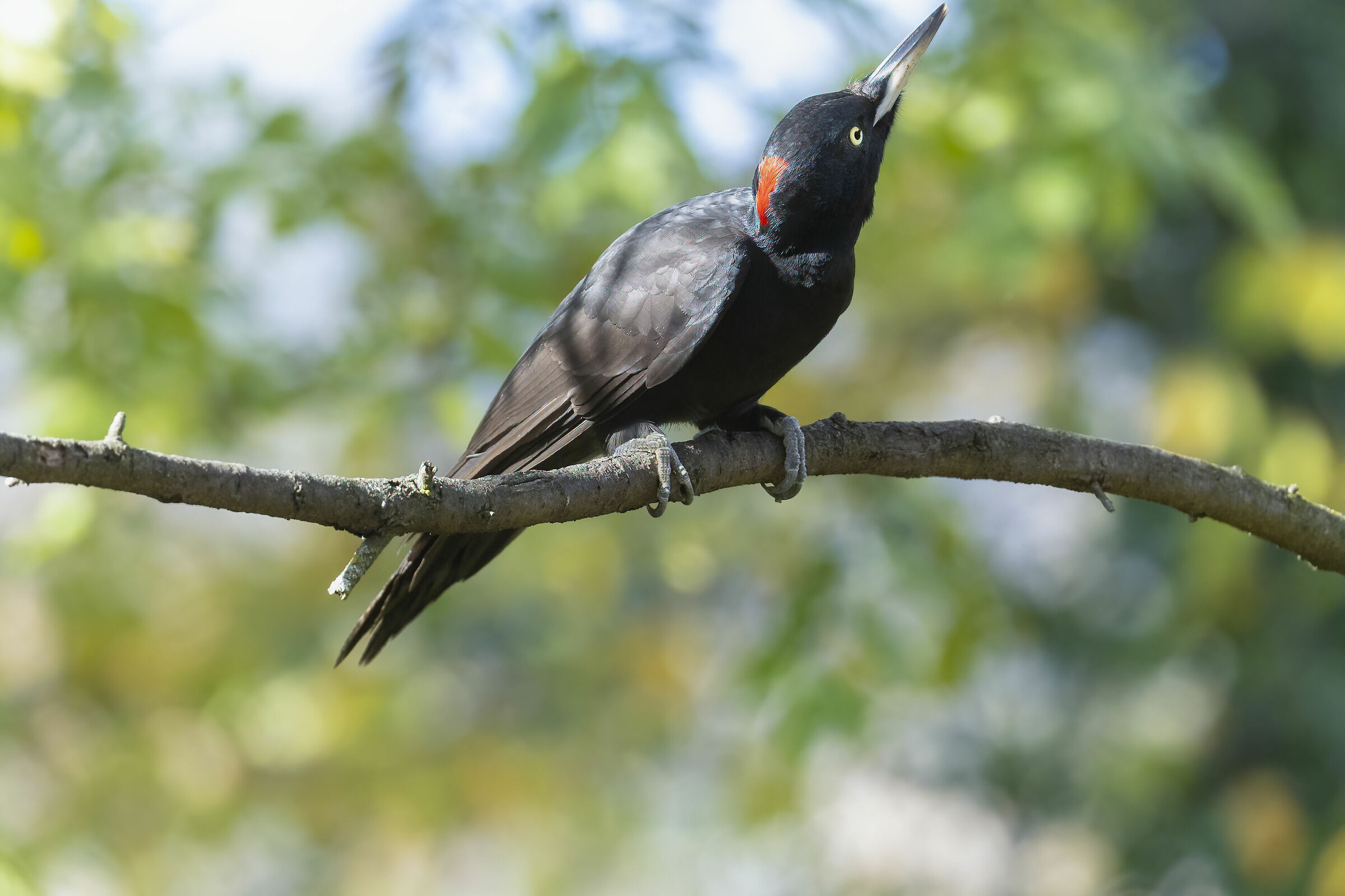picchio nero femmina