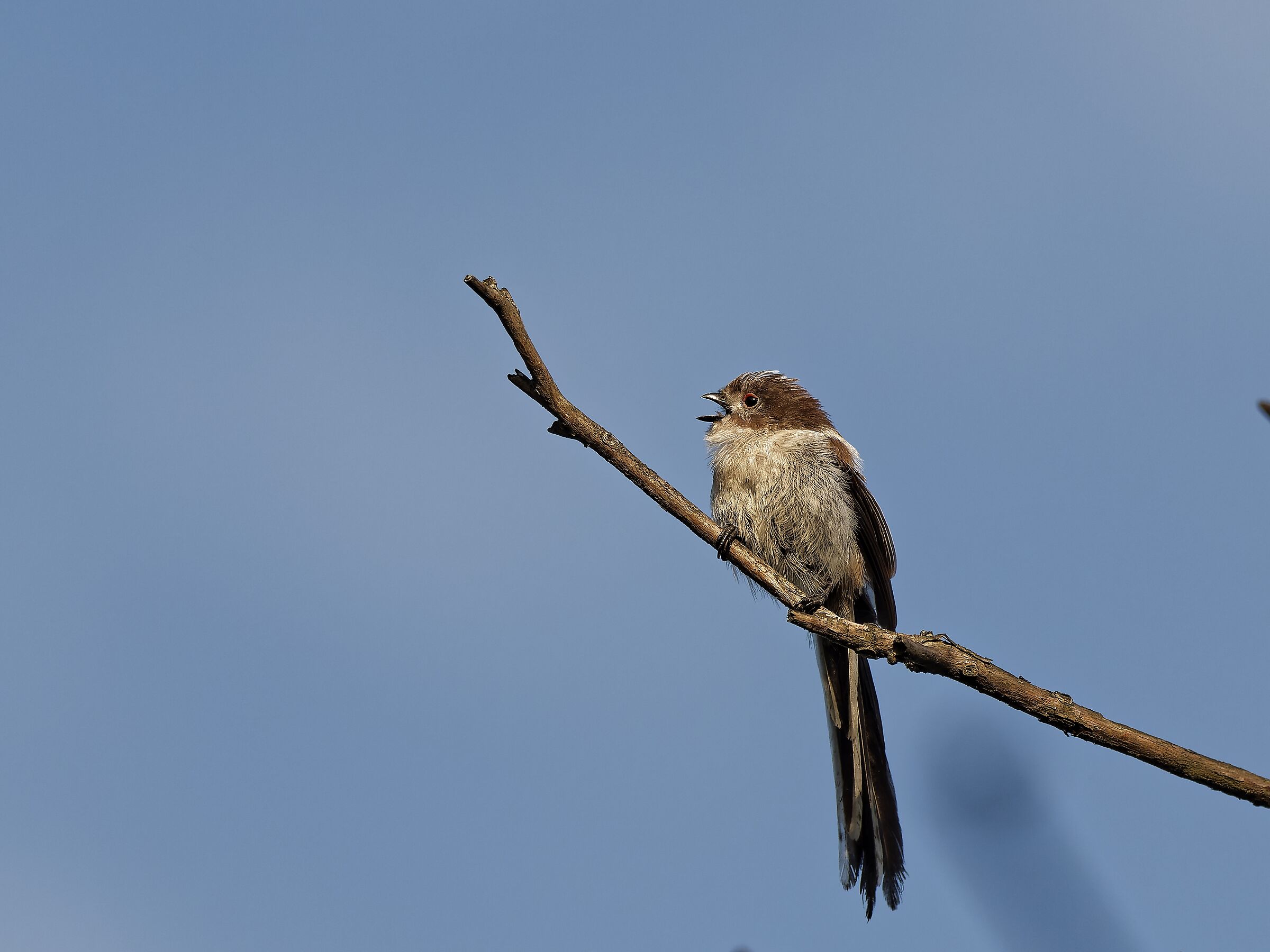 Long-tailed