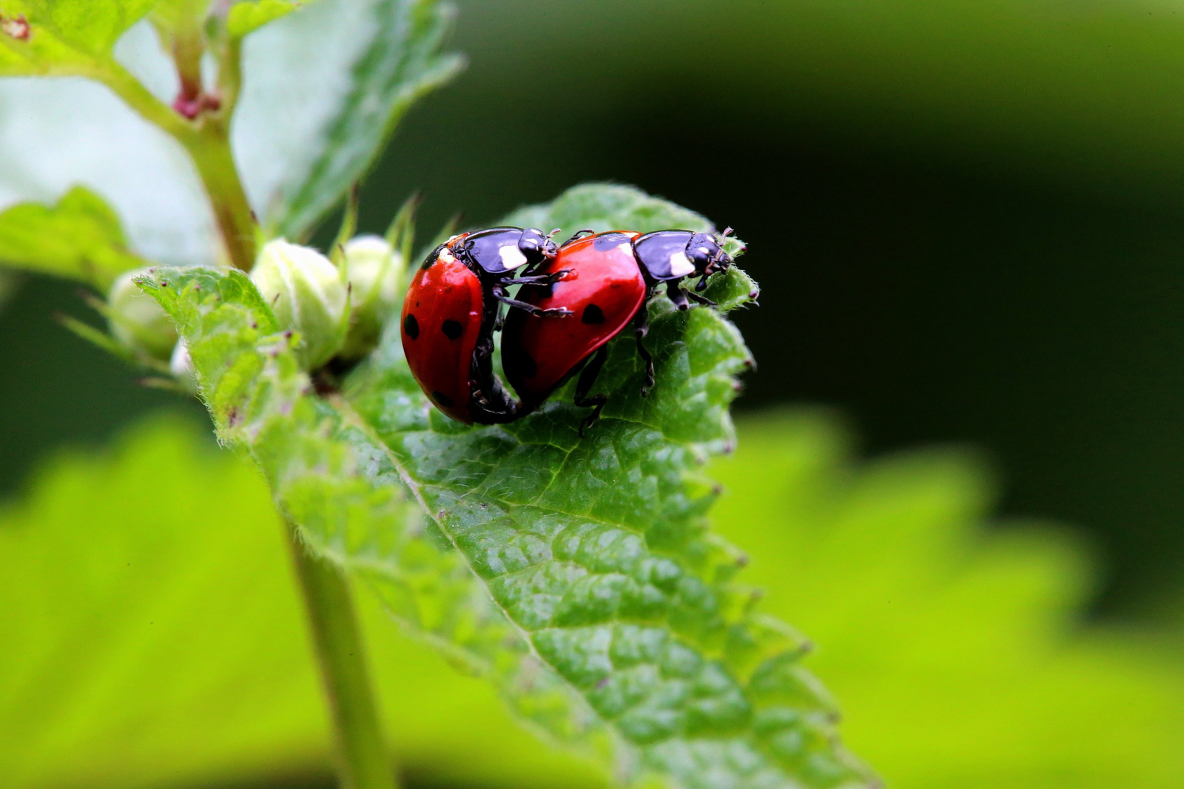 amore è guardare insieme nella stessa direzione