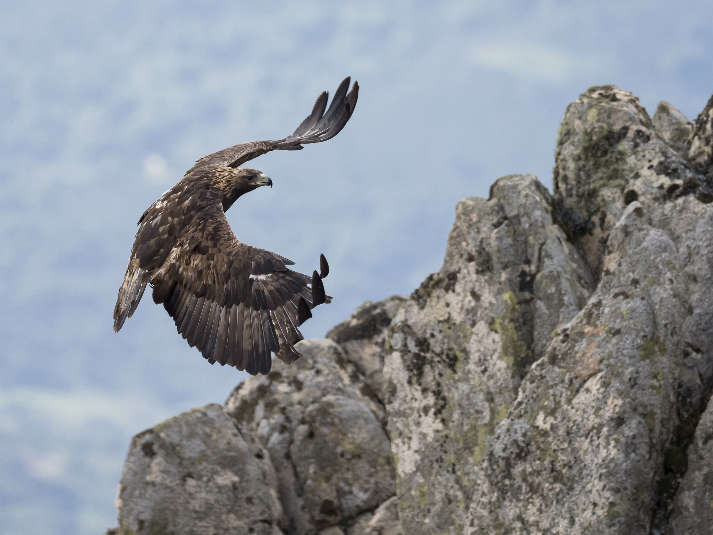 Aquila reale Sardegna