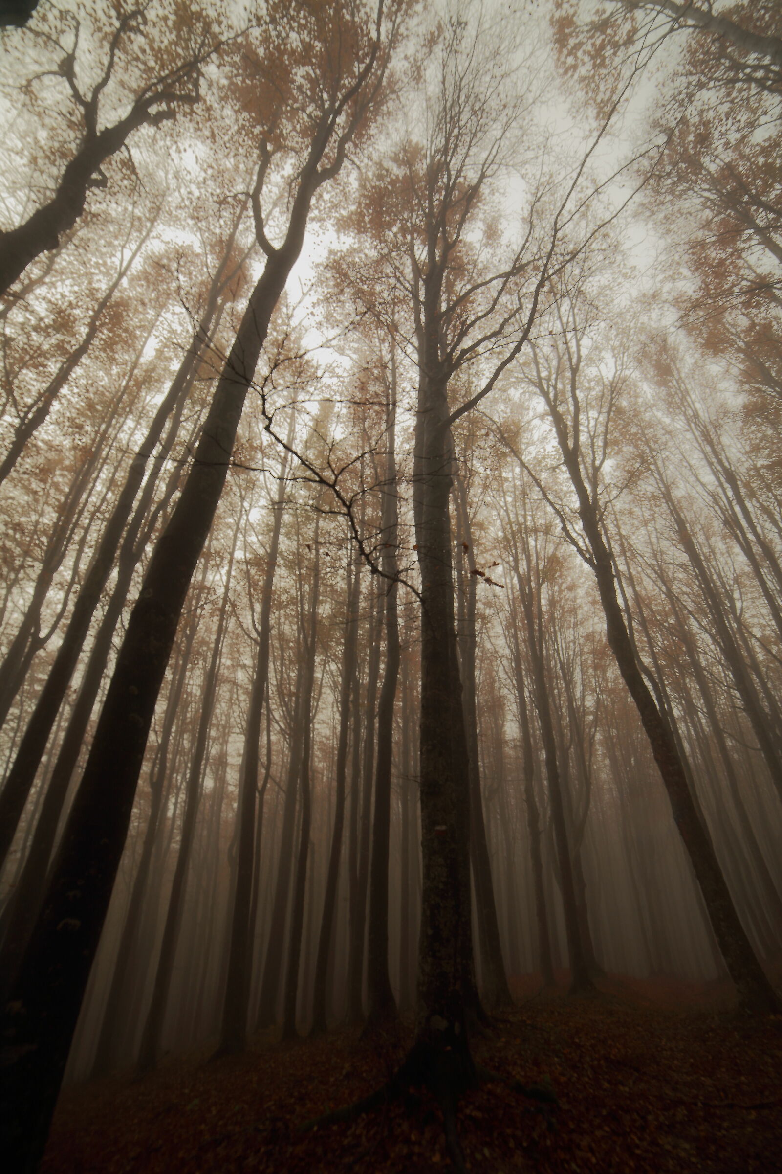 Muffled autumn sensations