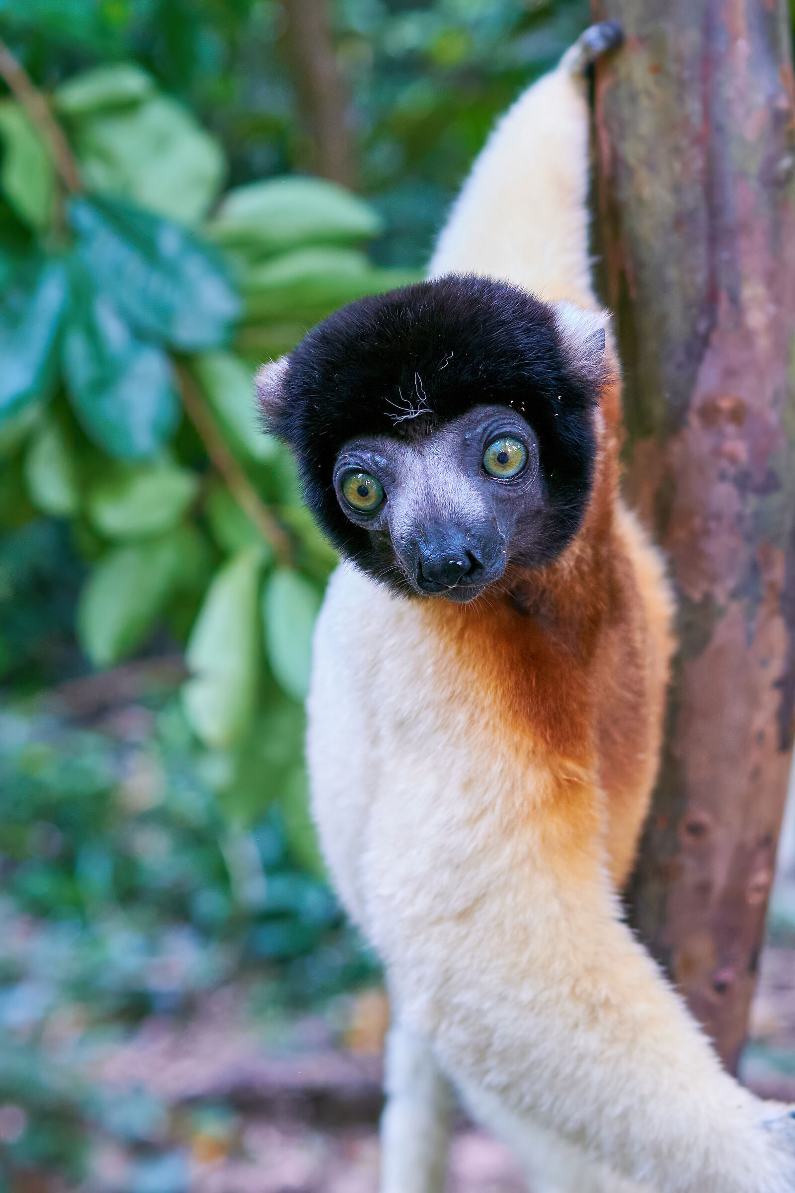 Sifaka Coronato