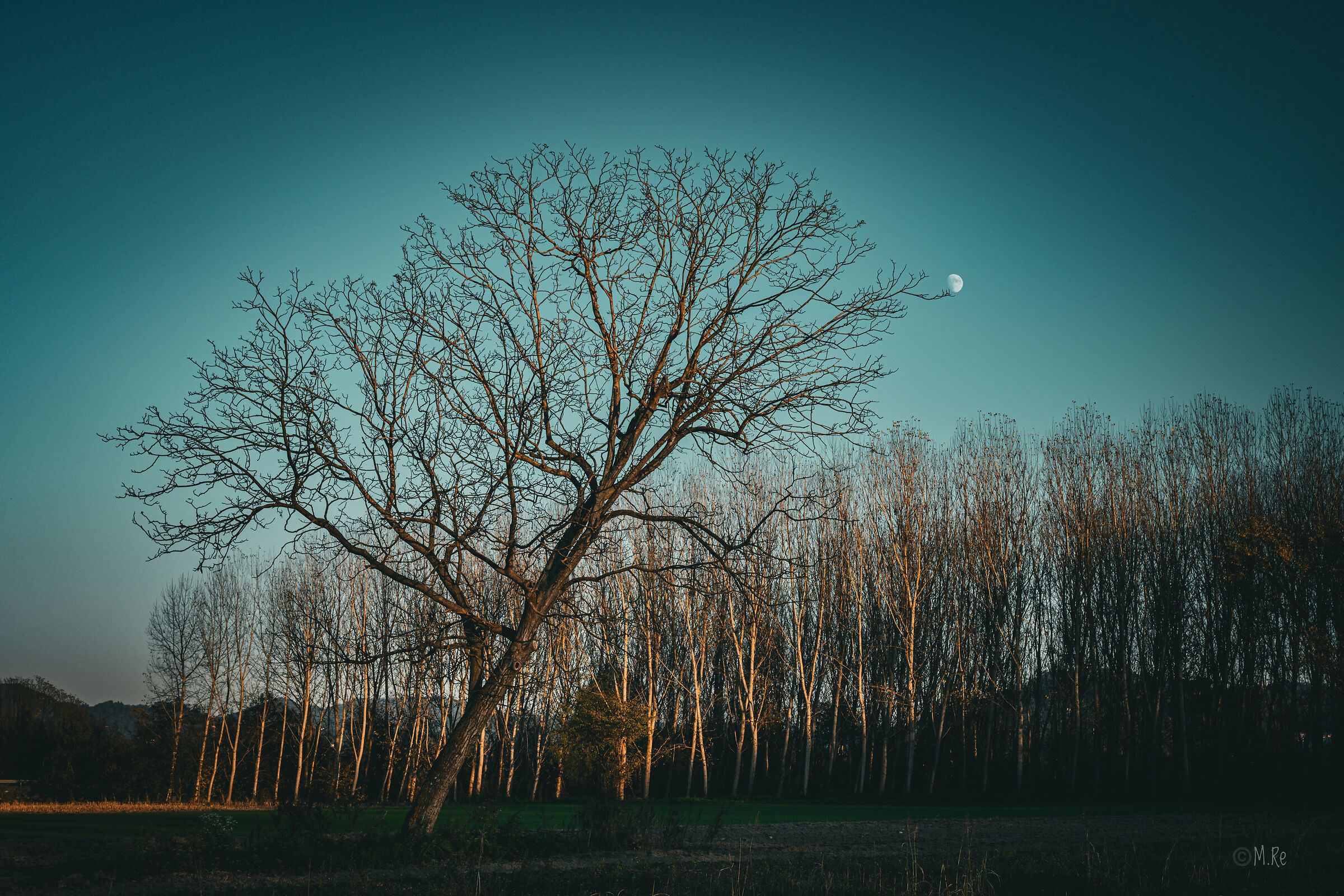 L'albero e la luna