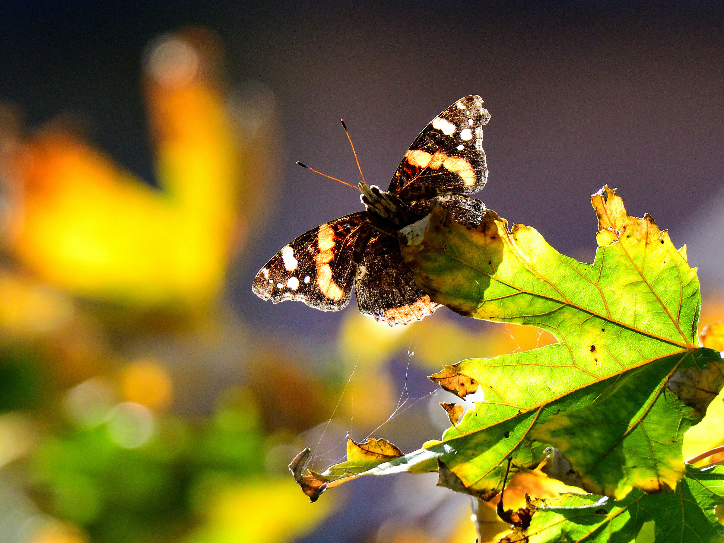 It's like autumn in the trees... butterflies.
