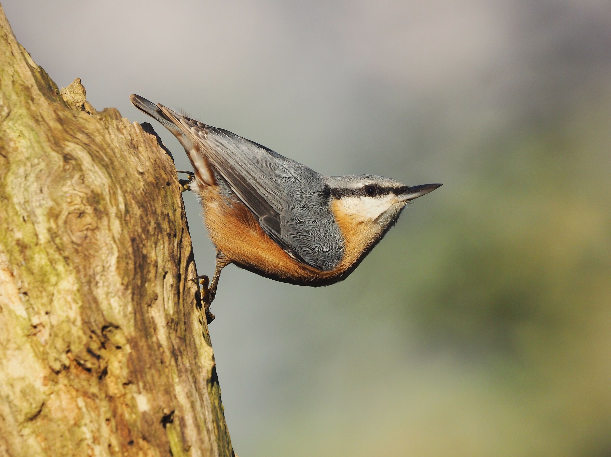 wood nuthatch