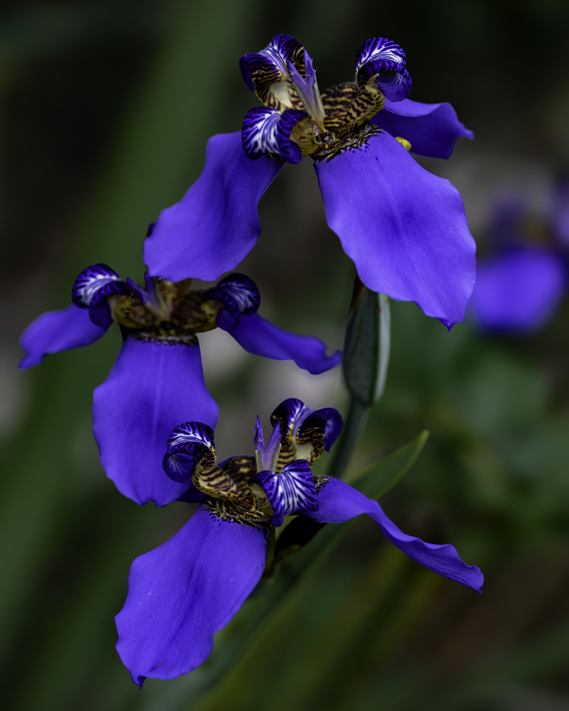 Neomarica caerulea