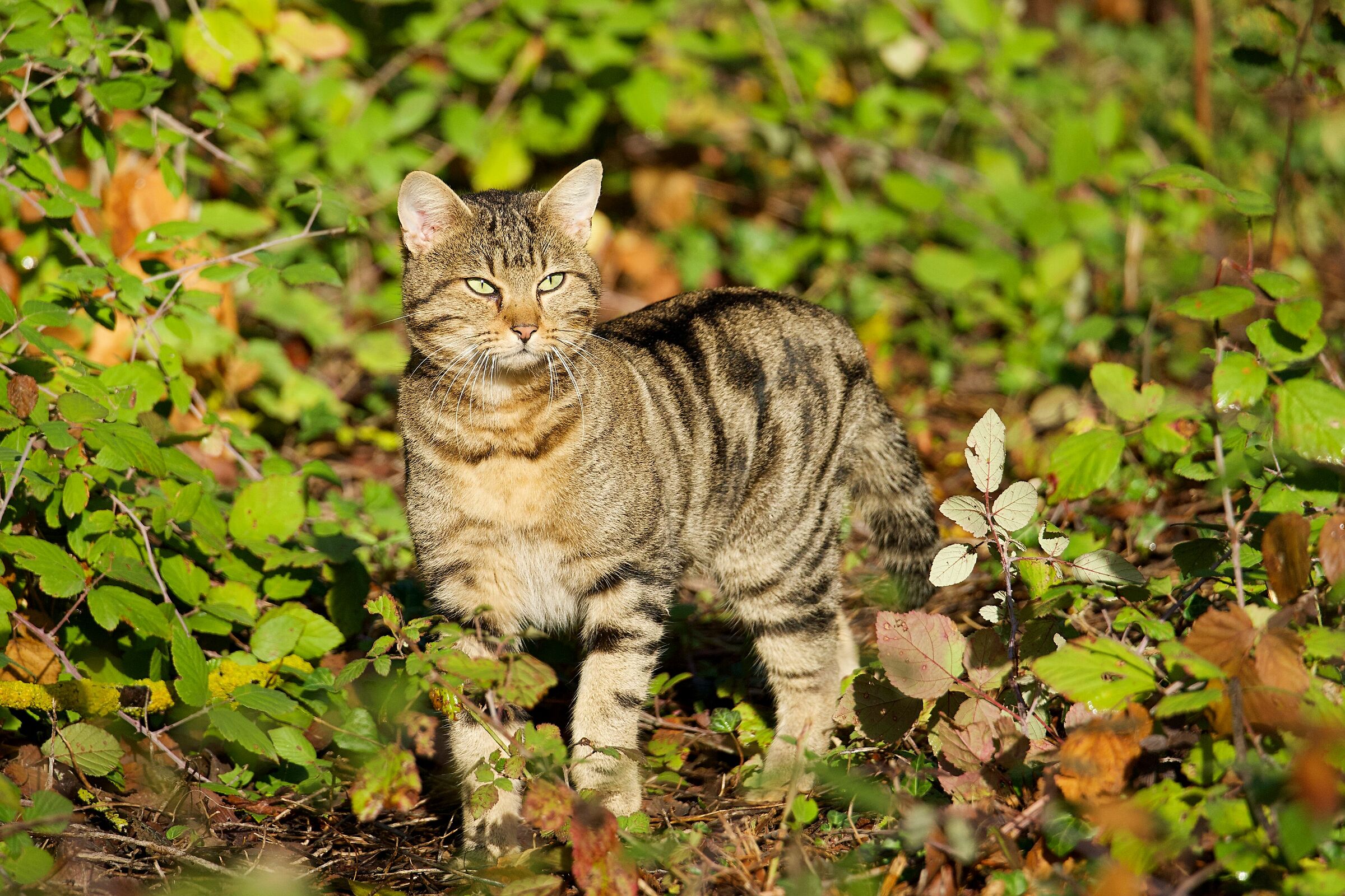 Semirandagio in perlustrazione