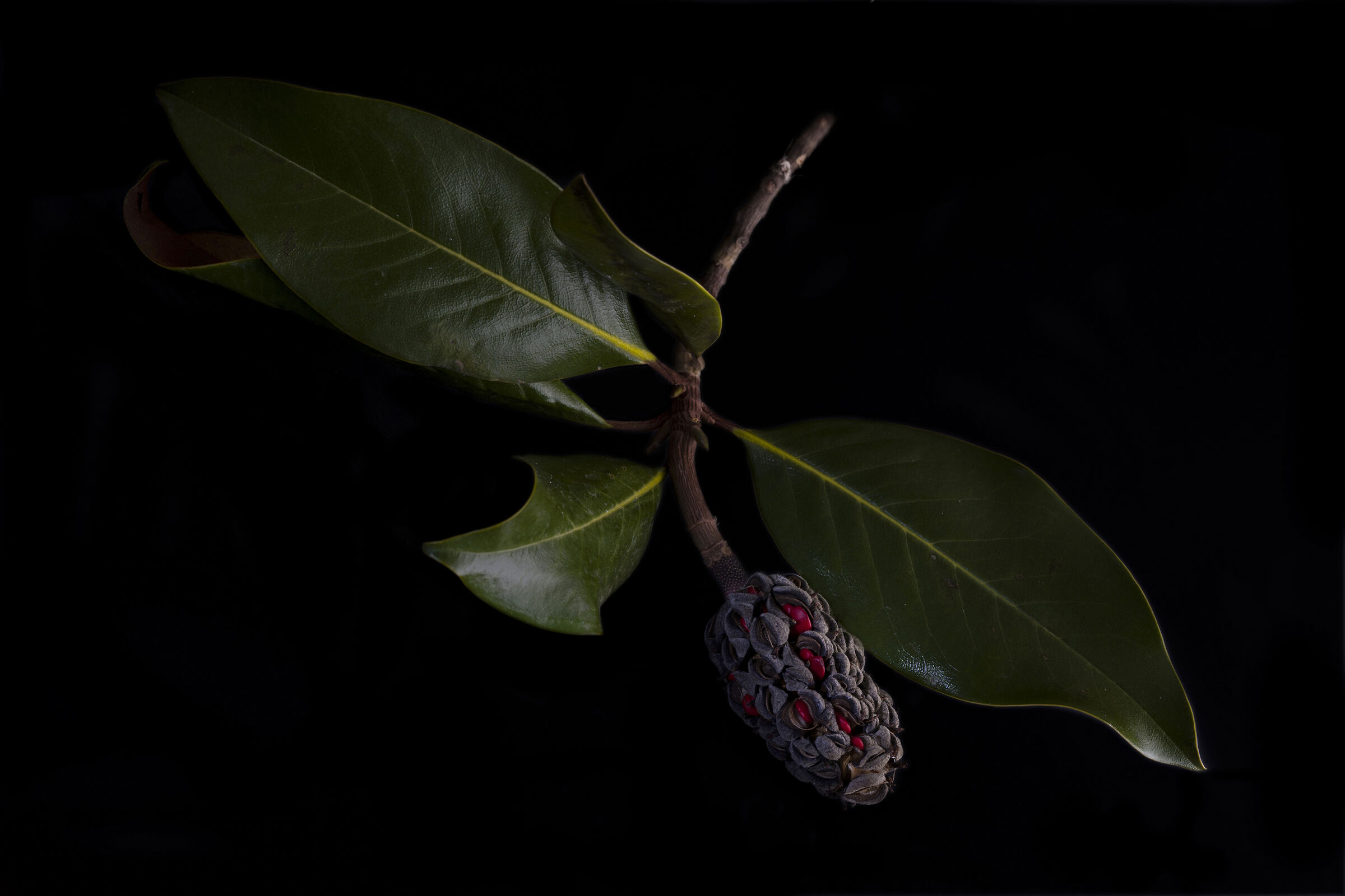 Frutto della magnolia