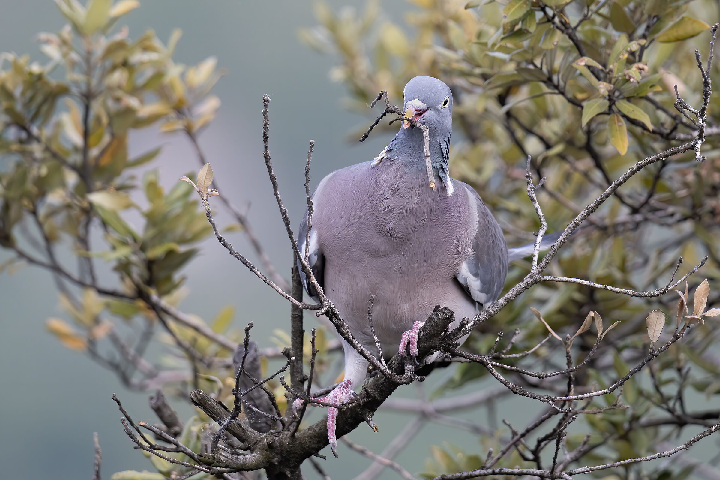 Wood pigeon