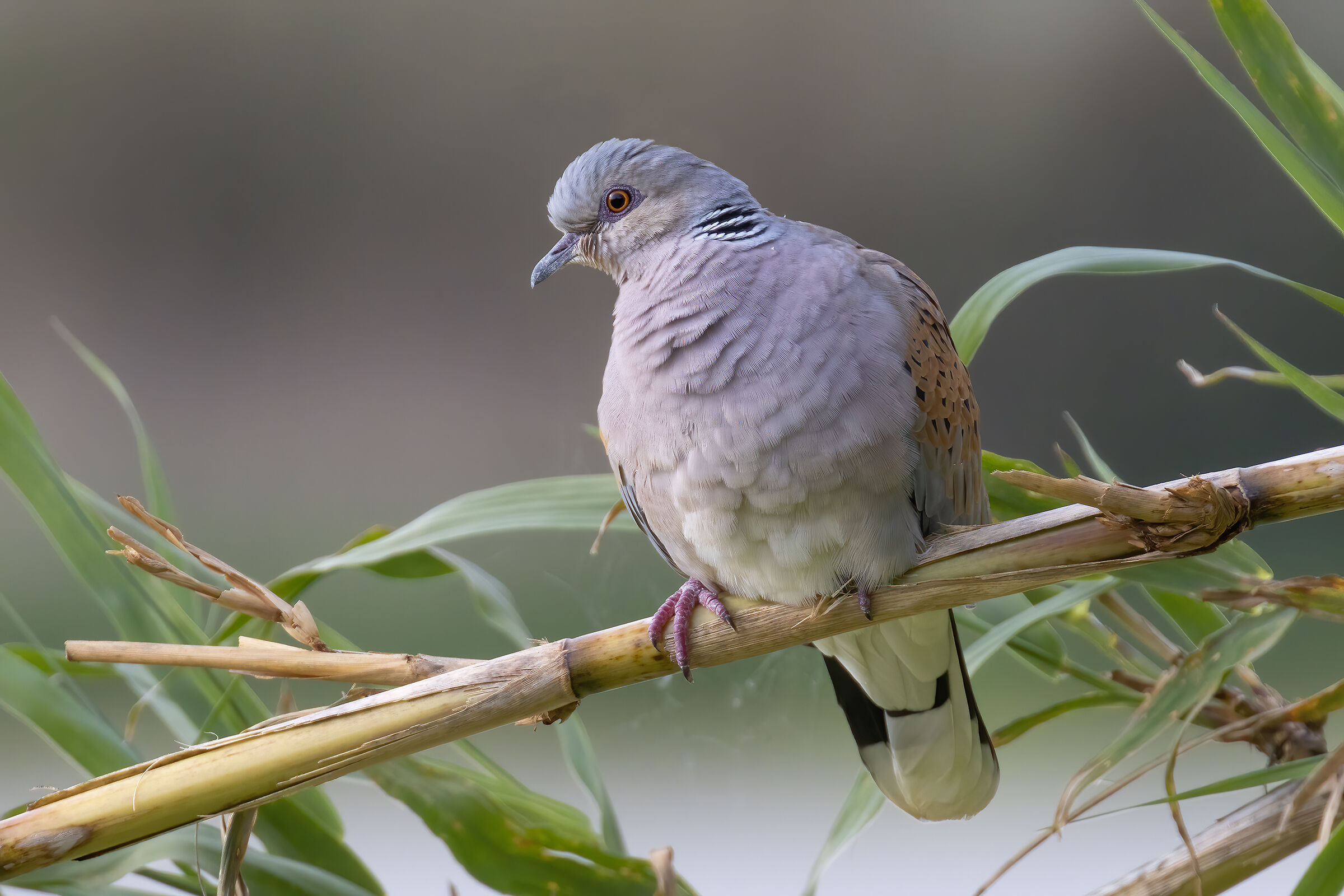Wild turtledove