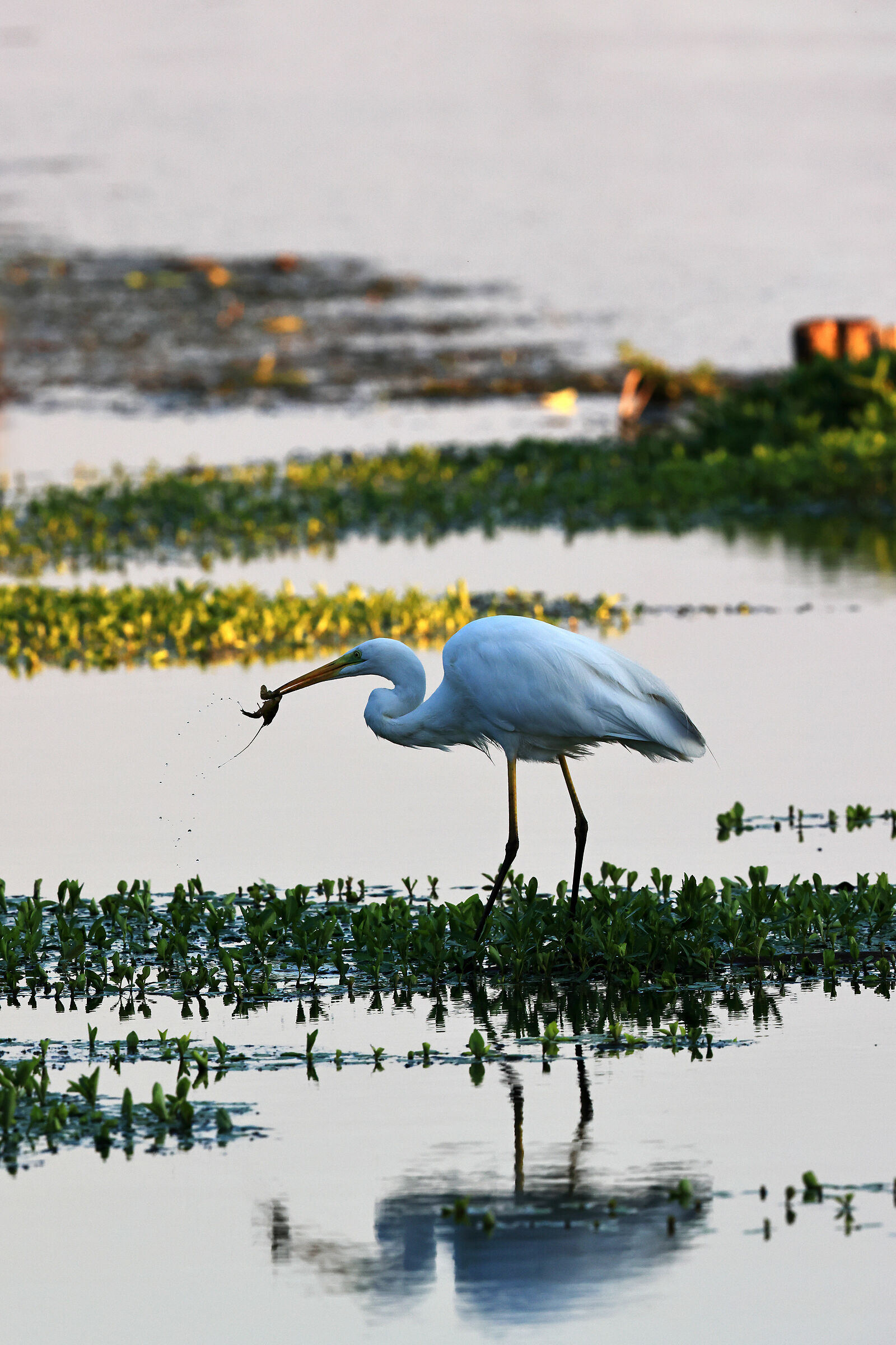aione bianco con preda