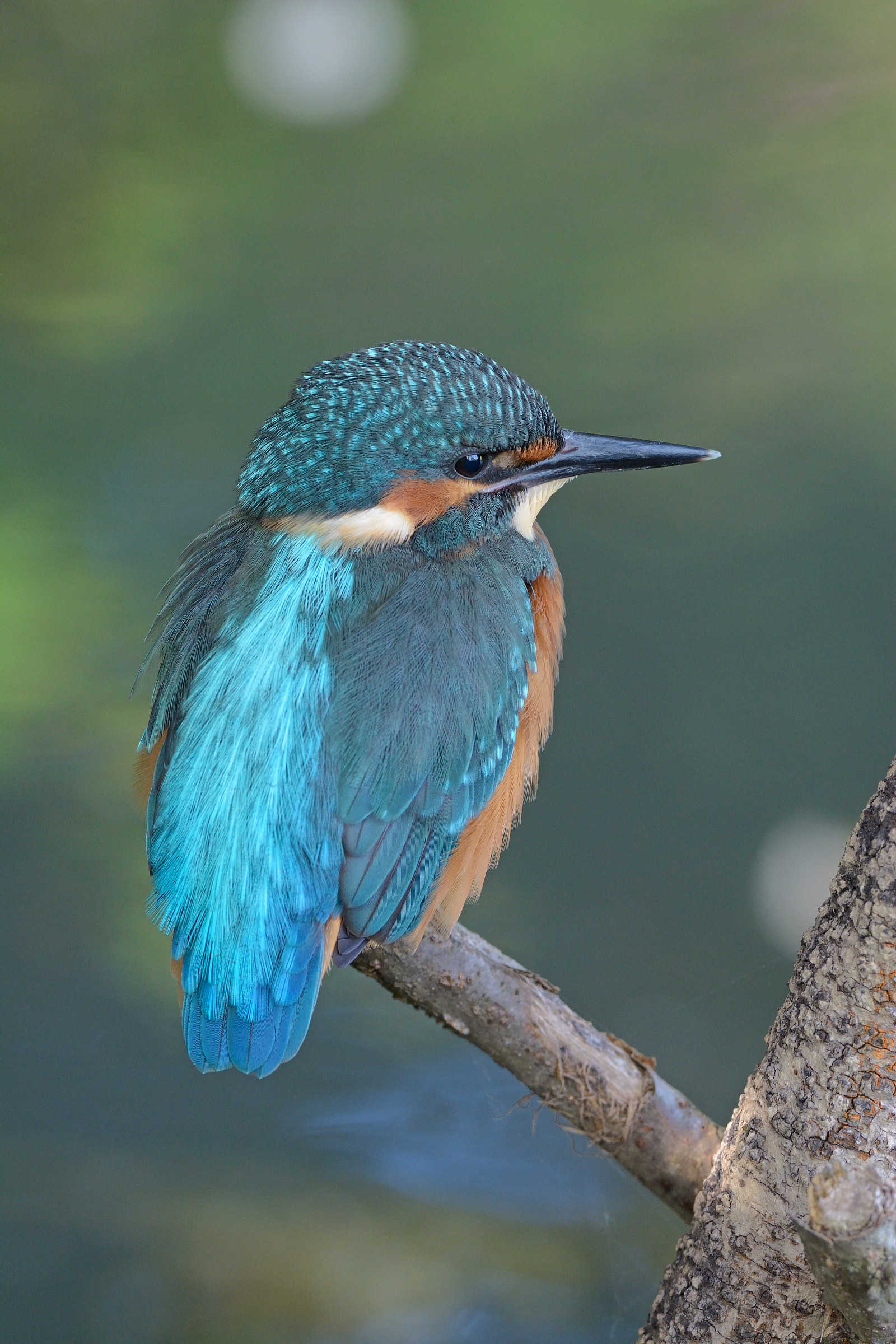 Aspettando l'imbeccata