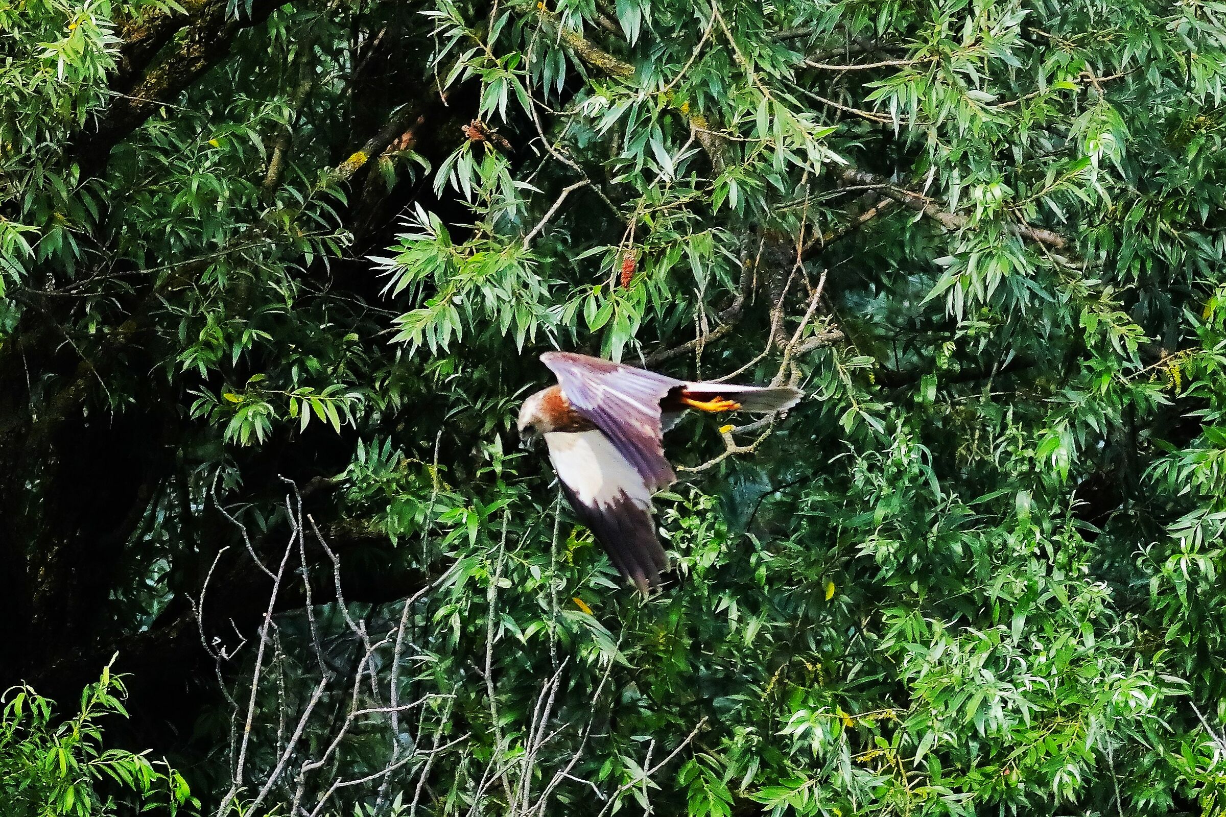 Marsh Harrier 29-06-2023