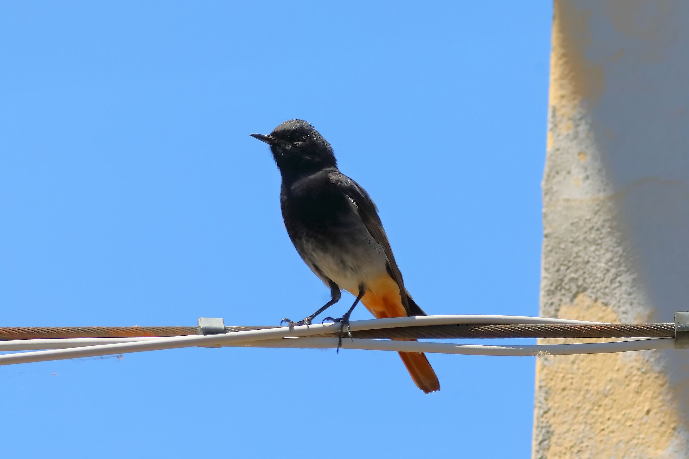 Redstart 25-06-2023
