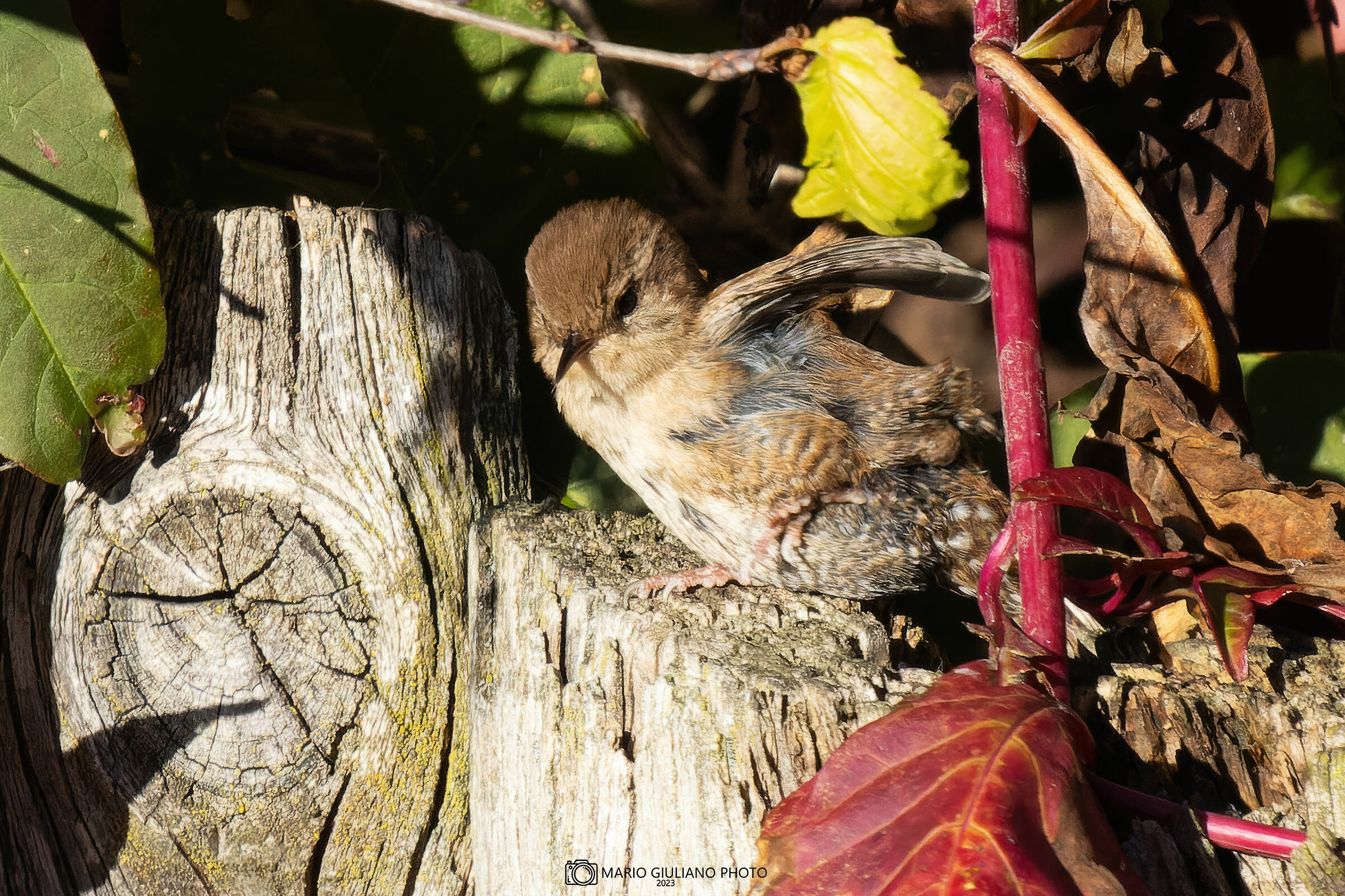 Wren