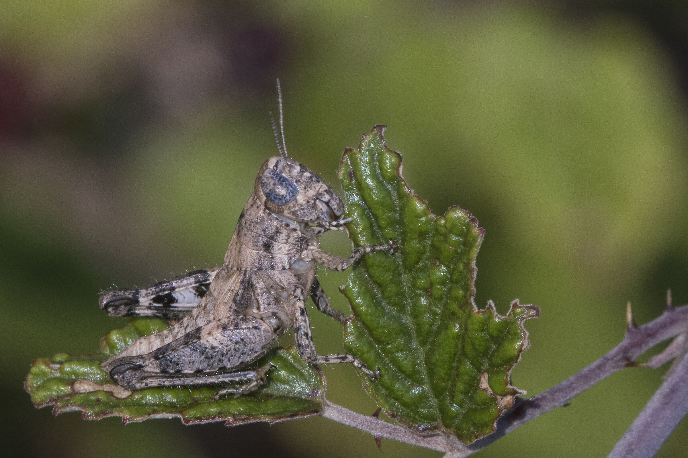 Rossi's Little Podism (Pezotettix giornae)