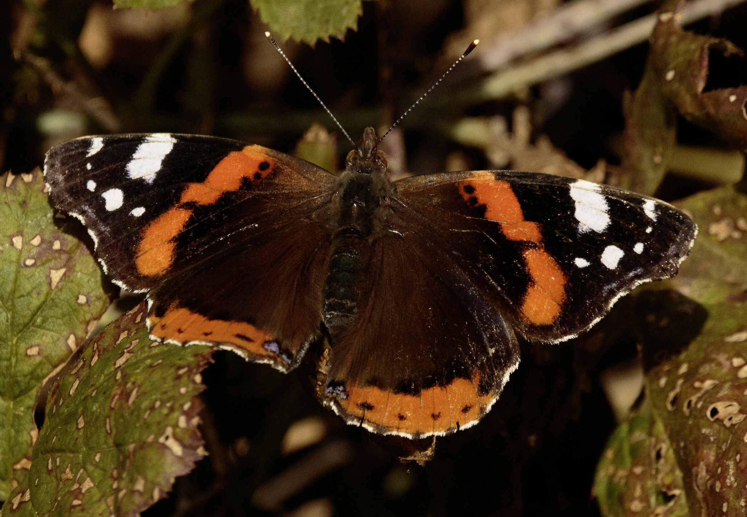 farfalla vulcano oasi lipu cesano m.mb 13/11/2023