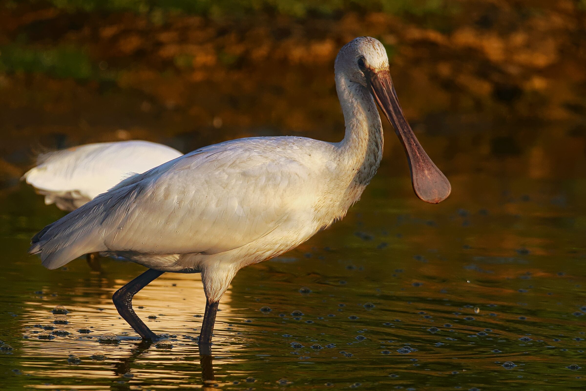 L'alba della spatola