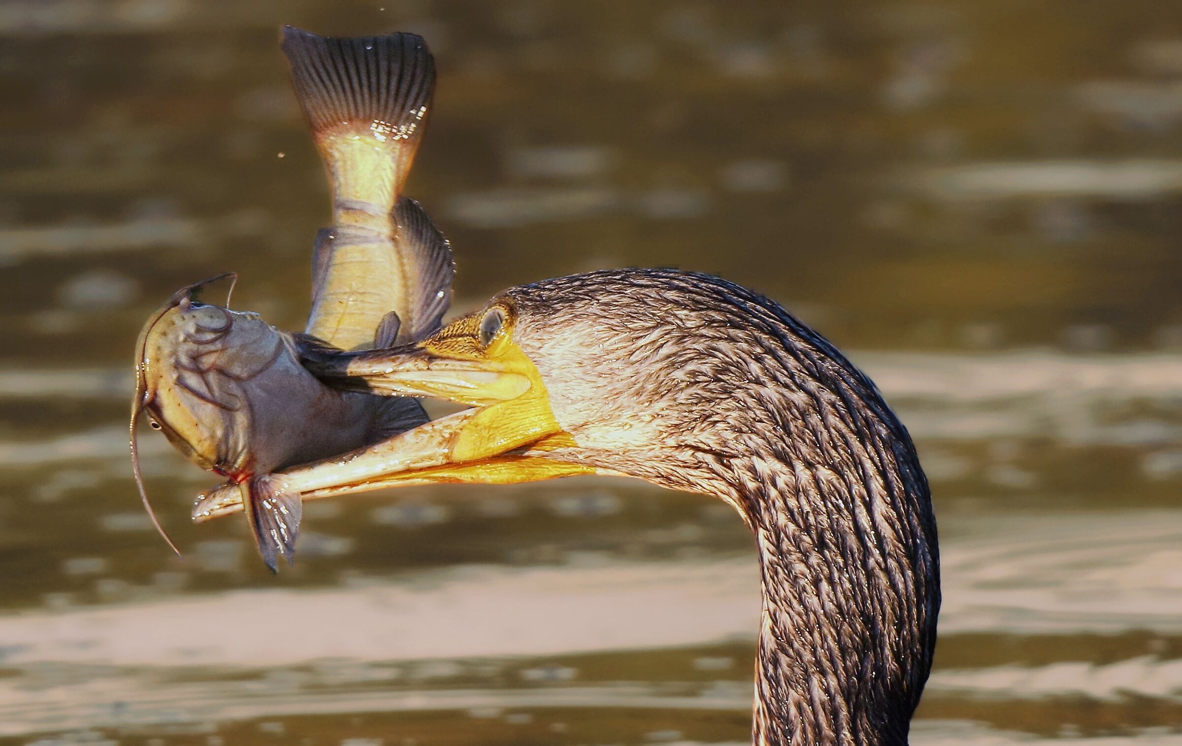 Cose che succedono all'alba