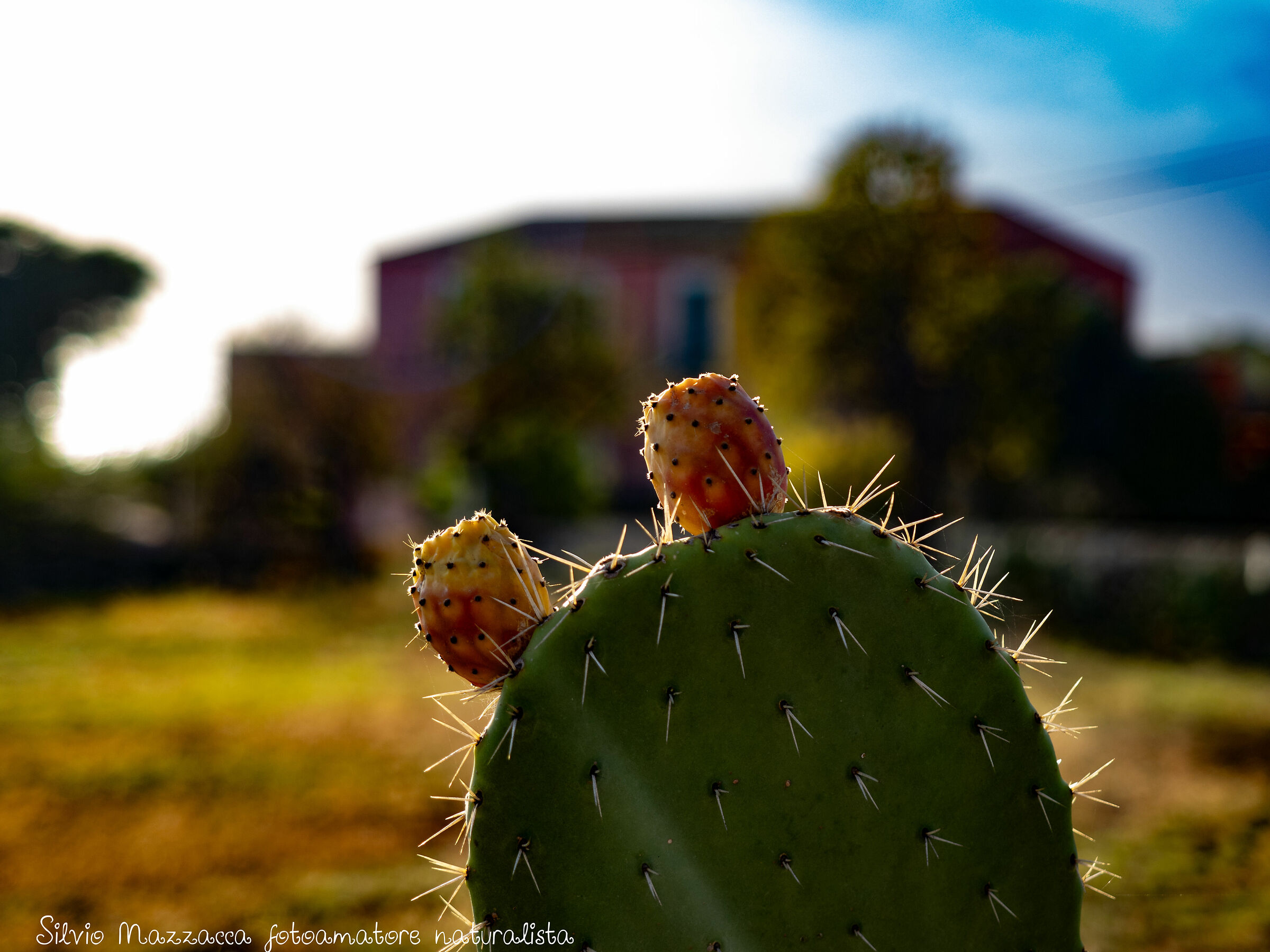 The prickly pear