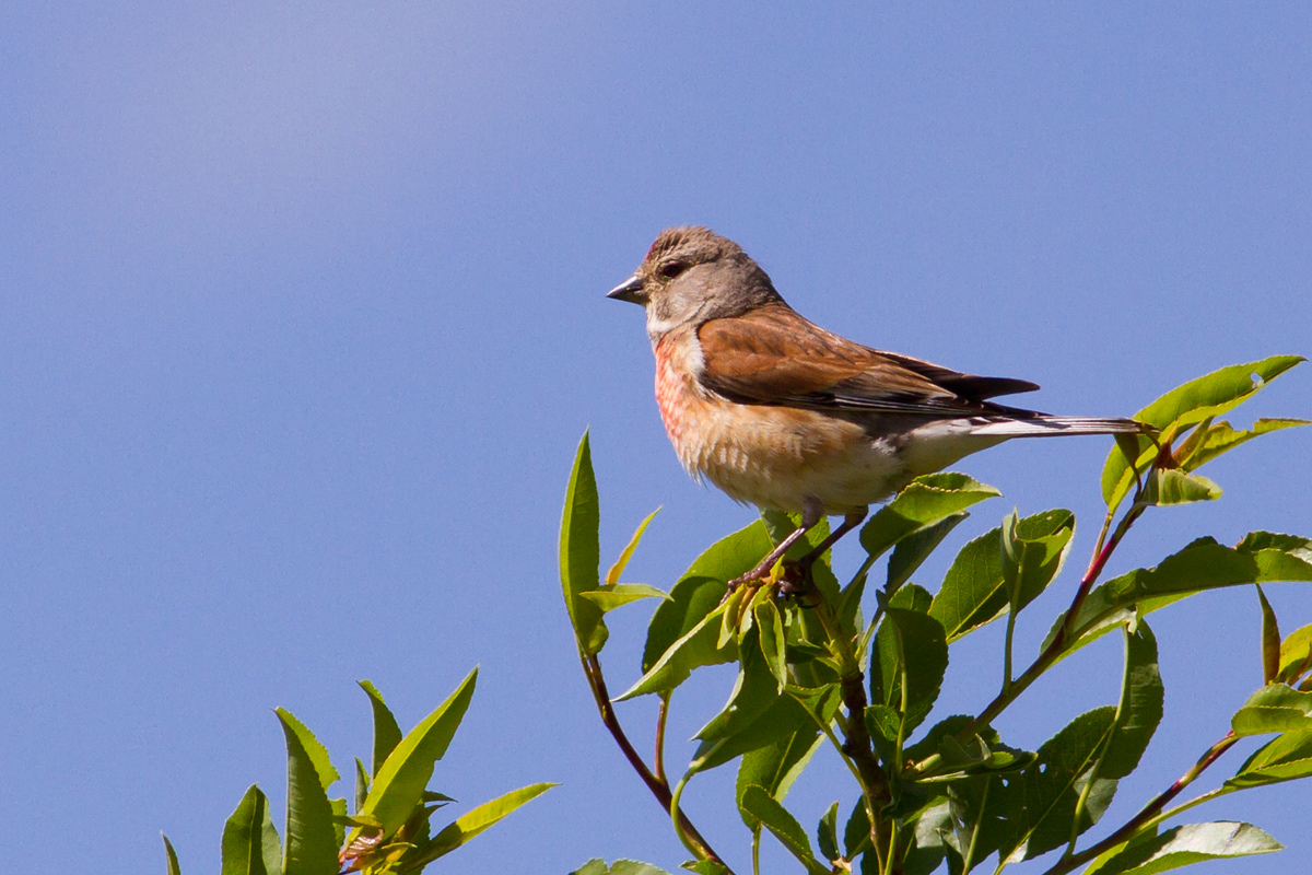 My first linnet