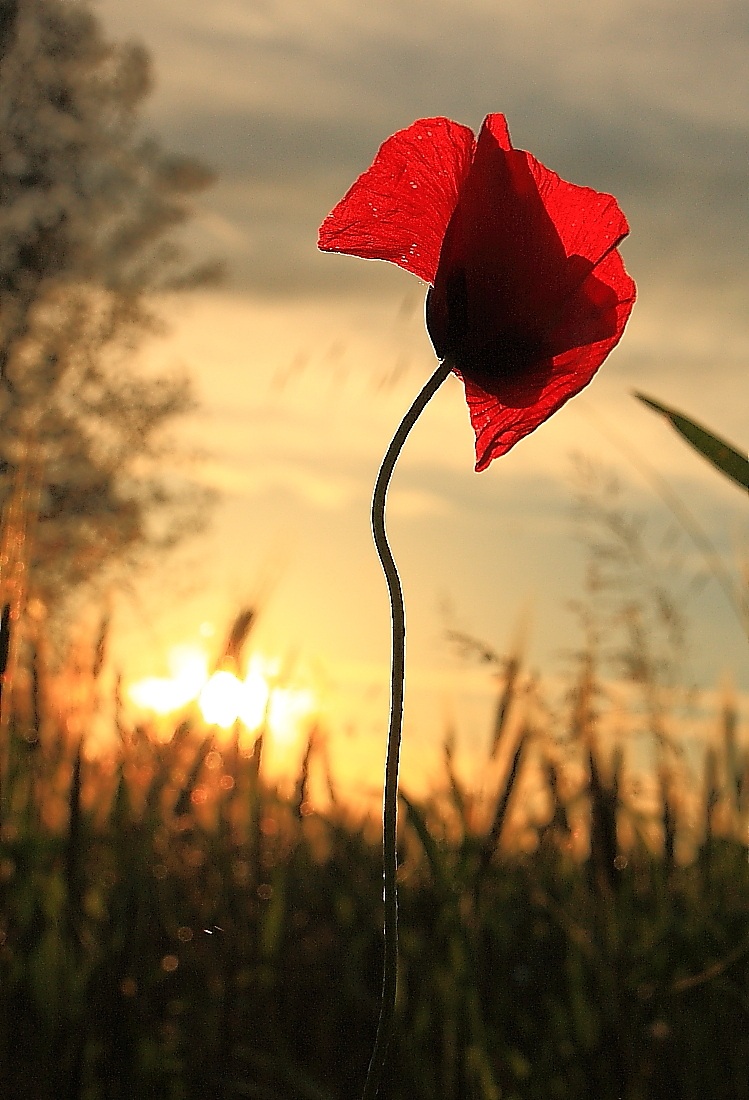 Il papavero nel sole