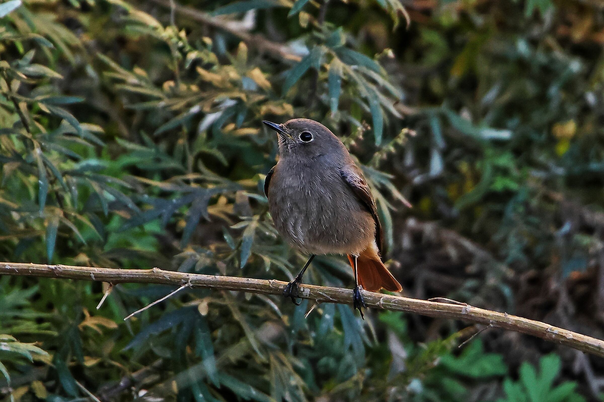 redstart