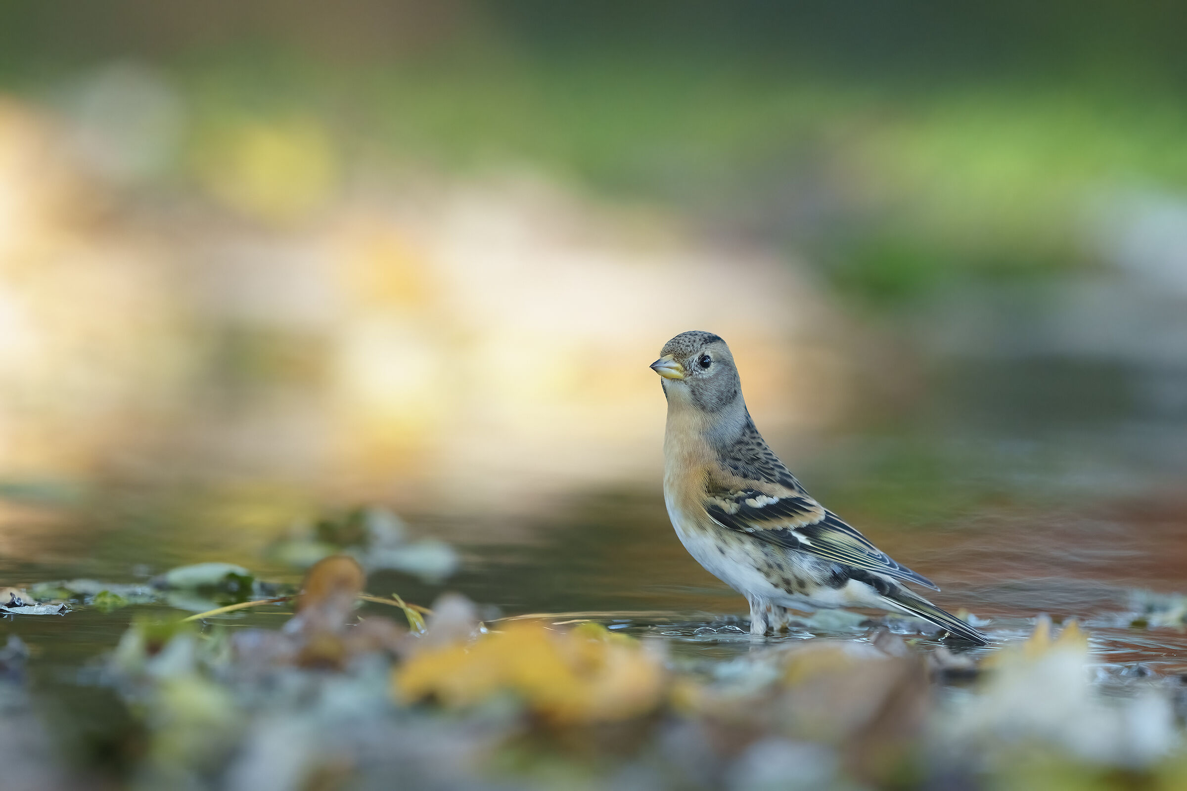 Female peppola at the bath