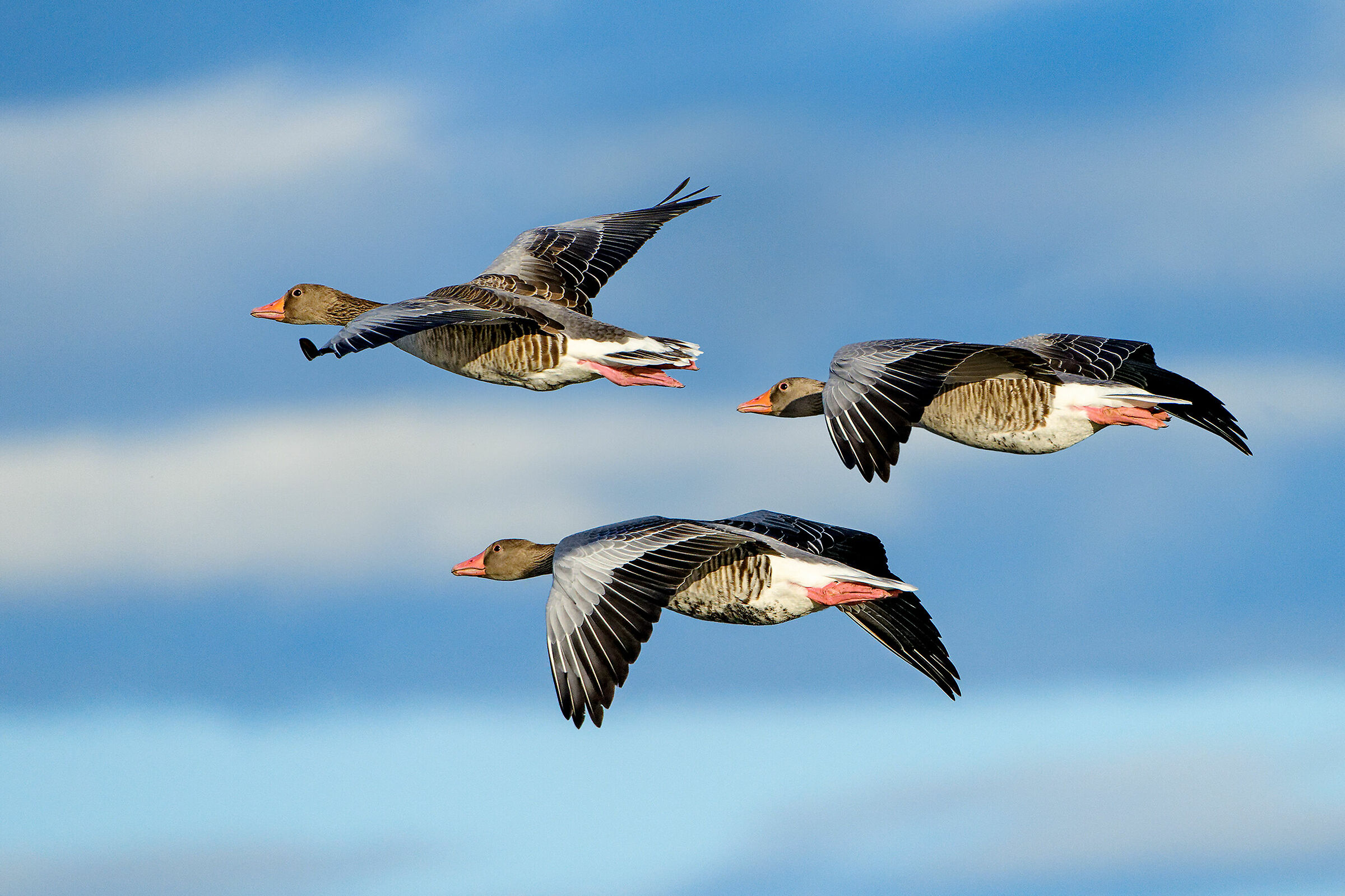 Magici colori d'autunno - Oche selvatiche