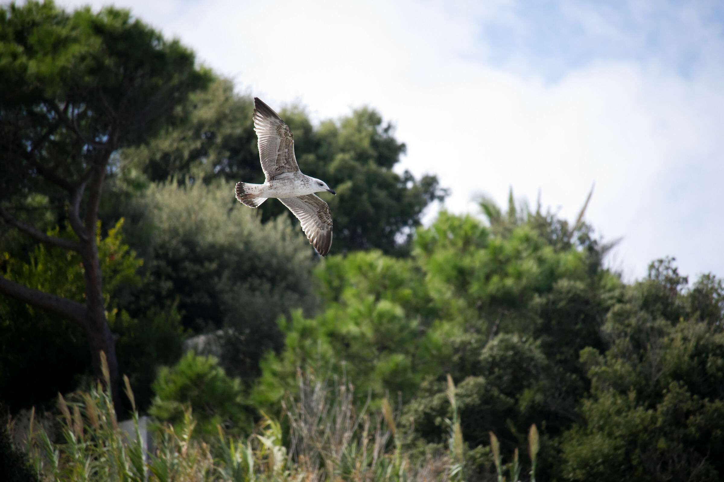 Young Larus michahellis