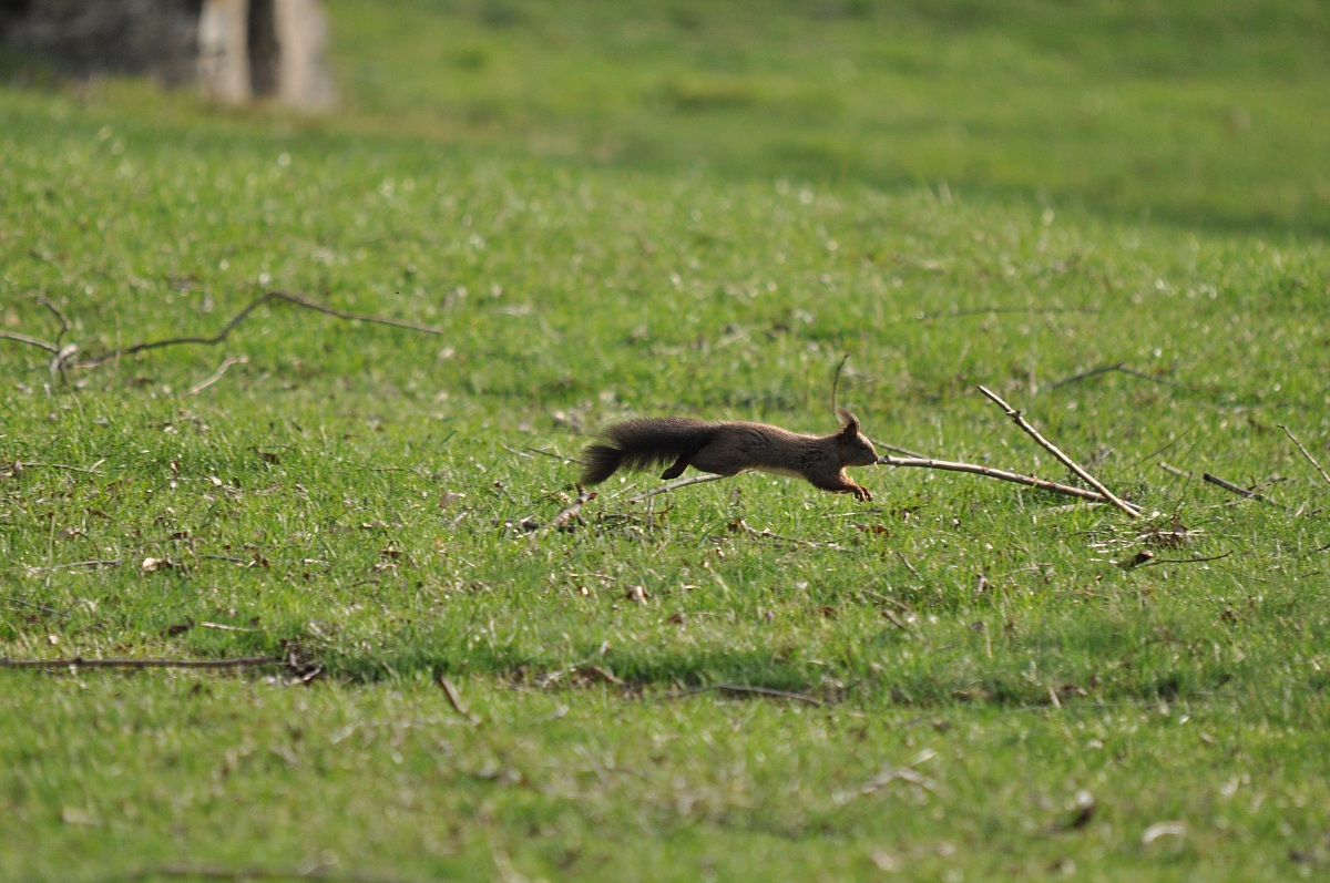 corri, Forrest Squirrel