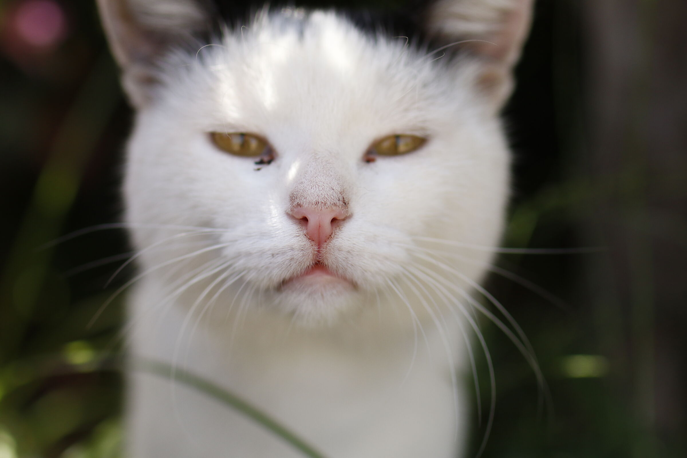 Milvus Zeiss 50, 1.4 - Canon 7 D II