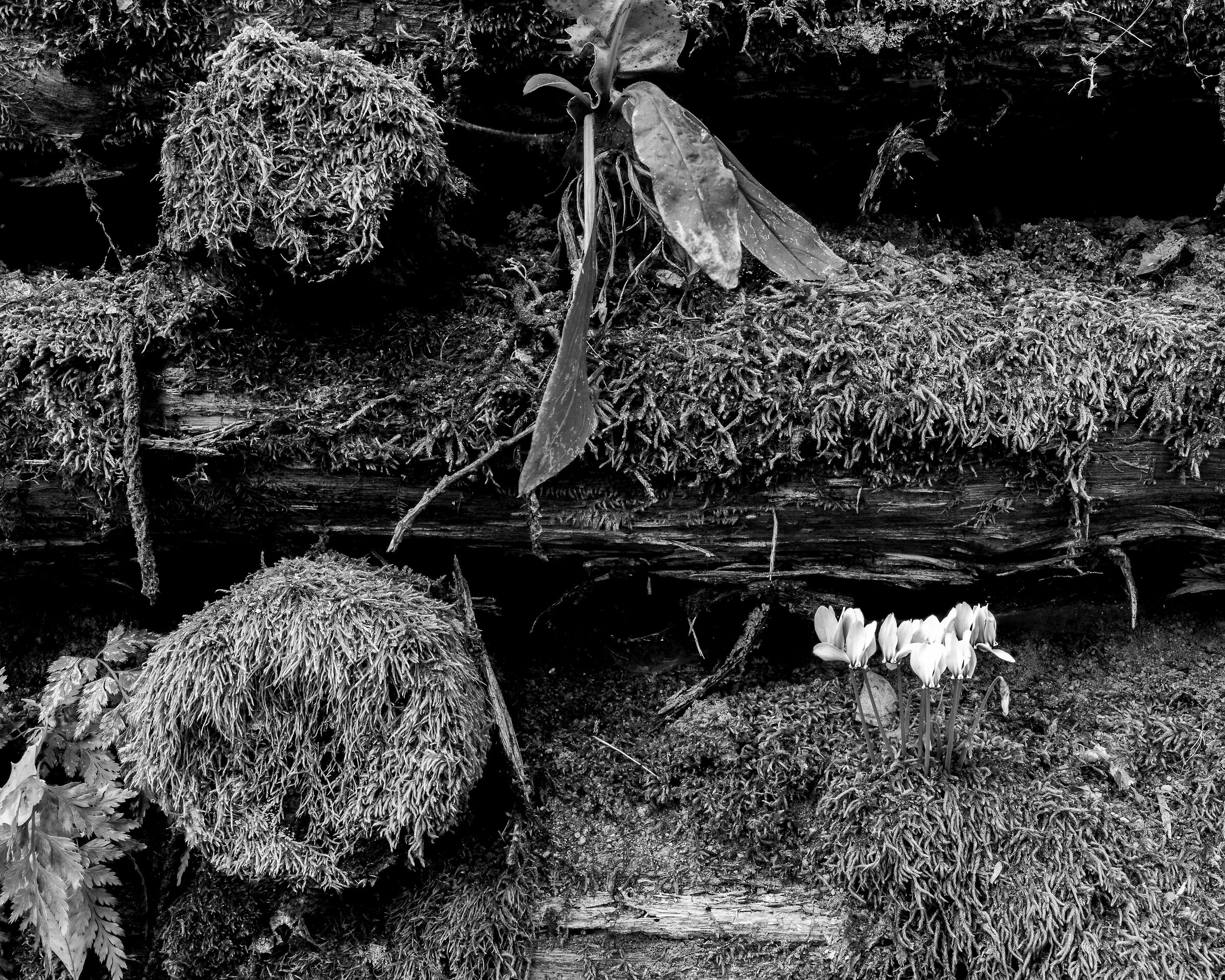 Autunno monocromatico