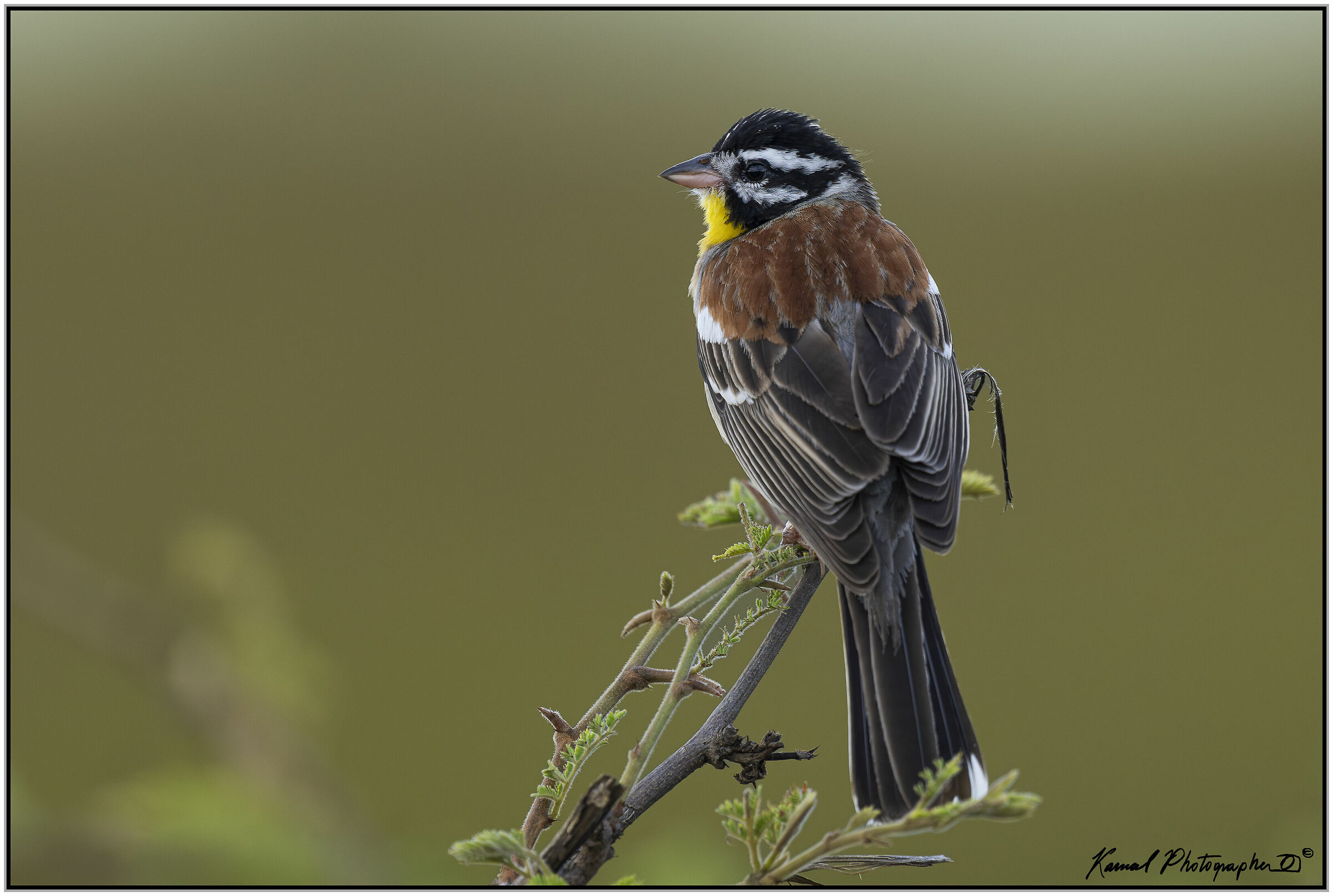 Bunting dal petto d'oro (Emberiza flaviventris)