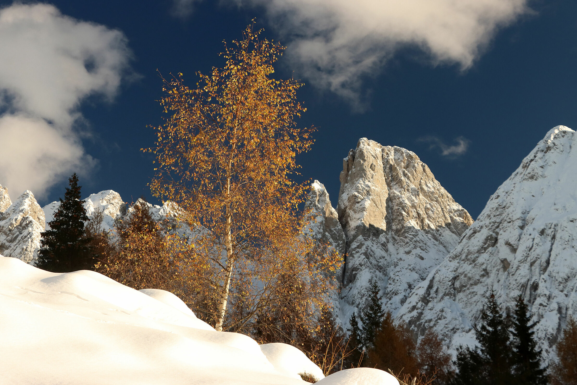 le betulle del Bagozza