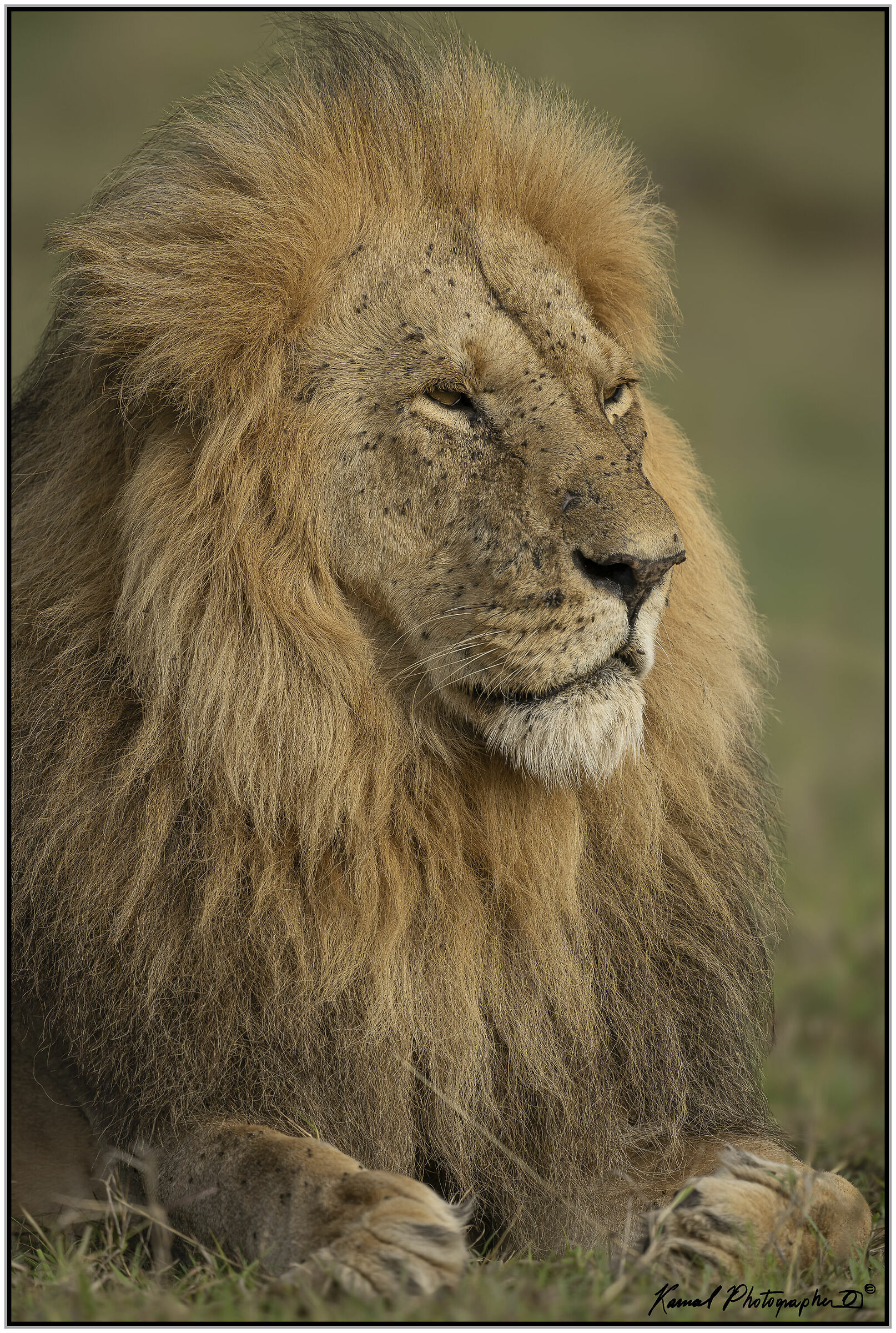 Leone(Panthera leo)