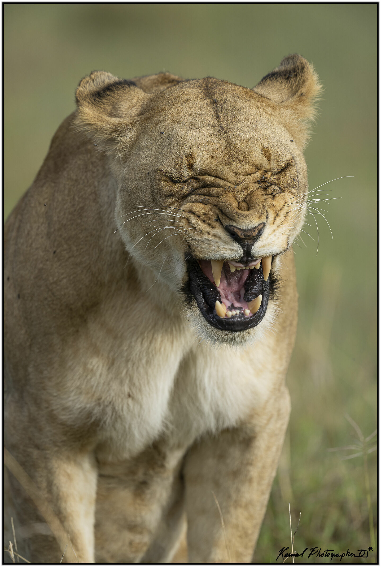 Panthera leo