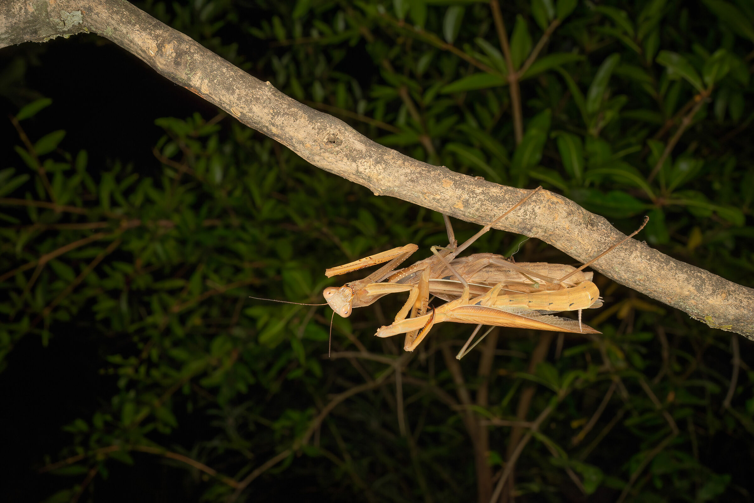 L'accoppiamento della mantide, 3