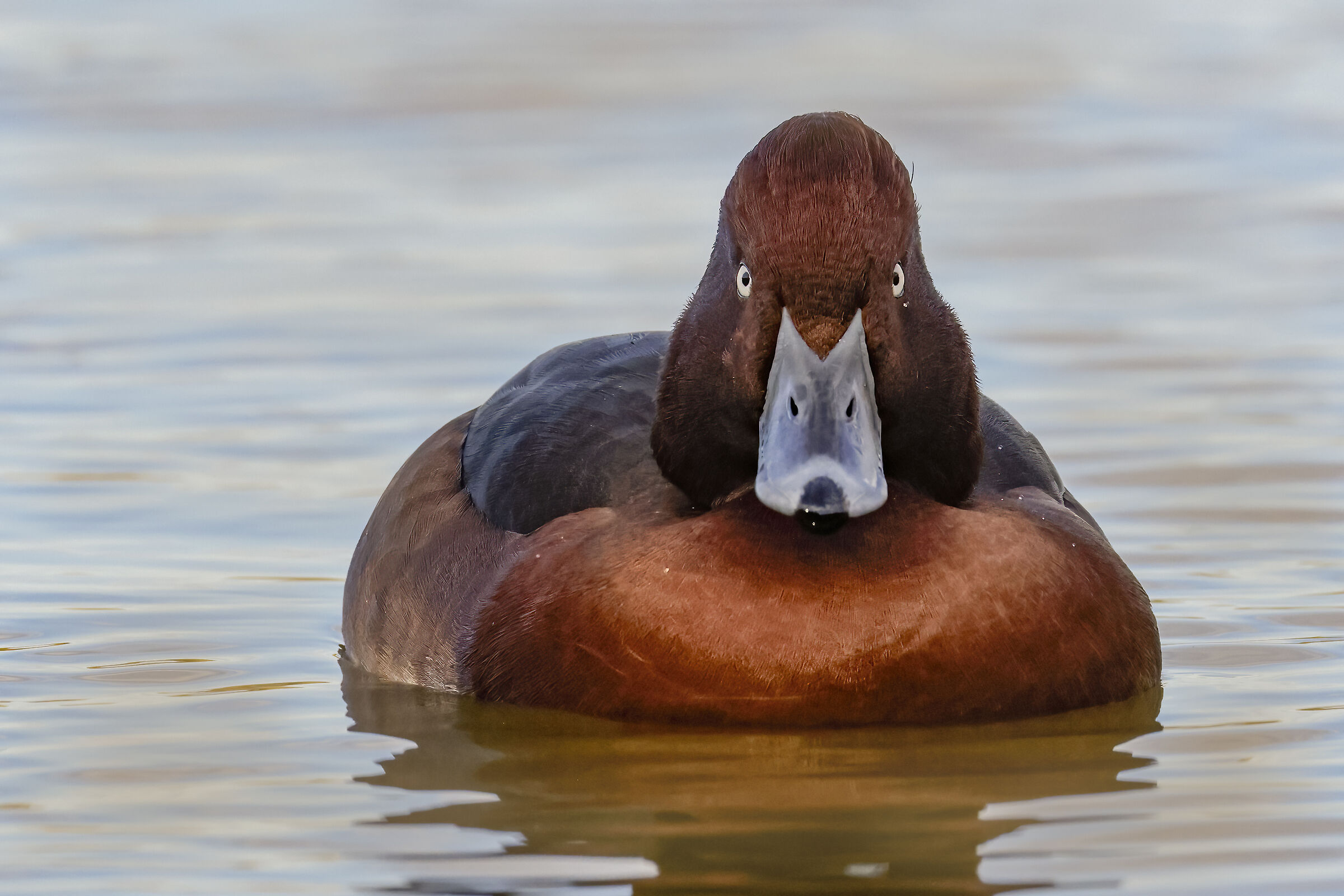 Crossing Glances -Moretta Tabaccata (Aythya nyroca)